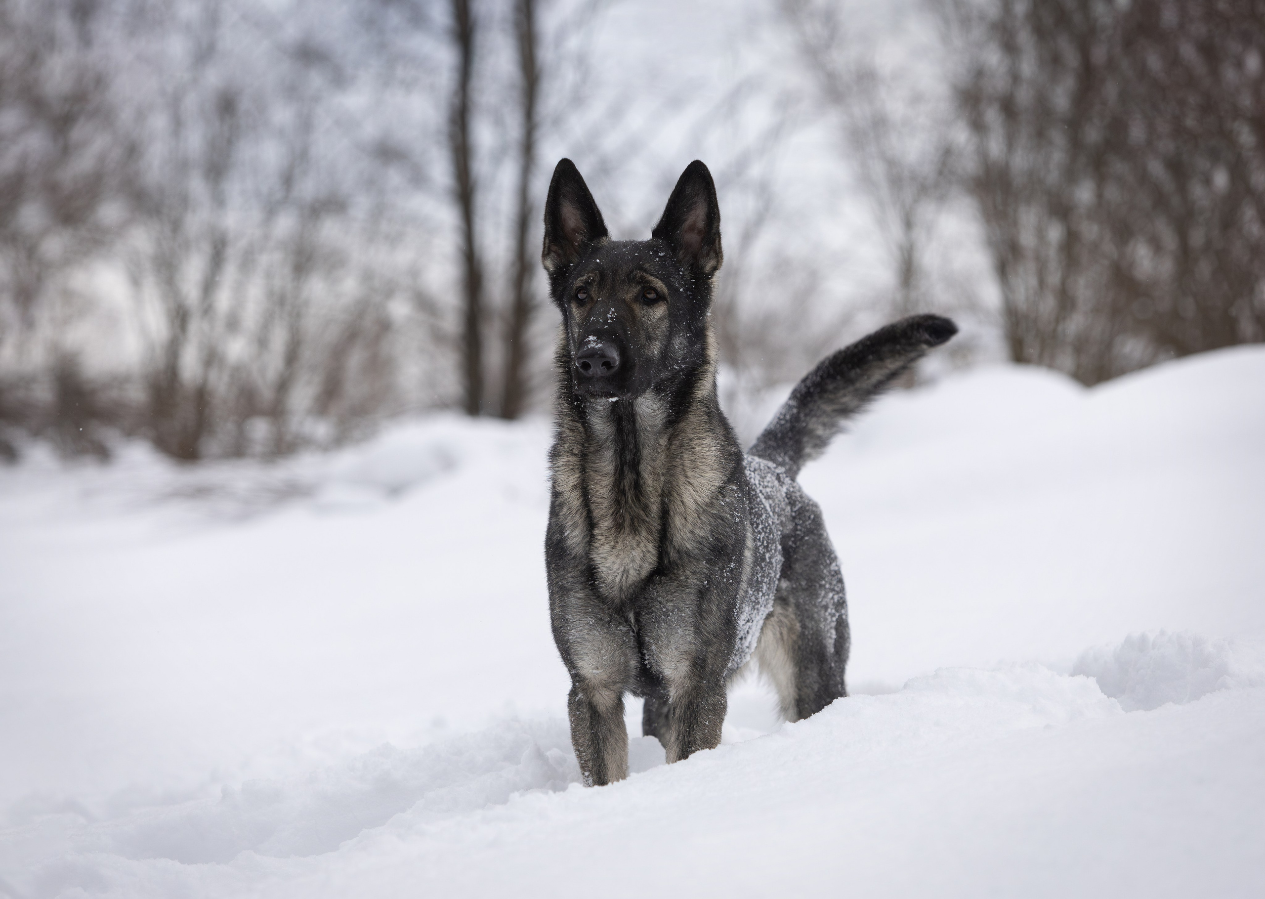 Корги и ВЕО зимой. Фотограф-анималист в Москве, МО и Владимире