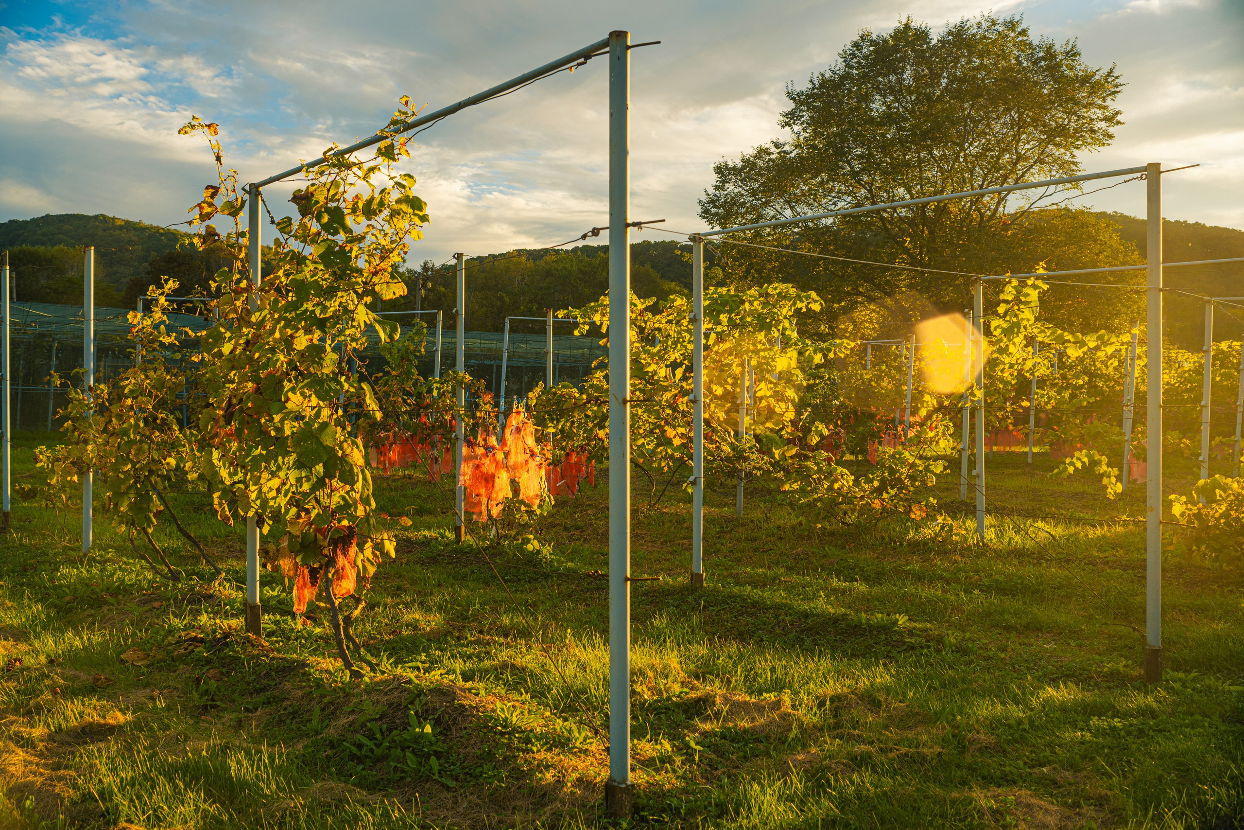 Майхинское хозяйство. Иван Зайцев (IZIART) — создание культурного кода через фото и видео