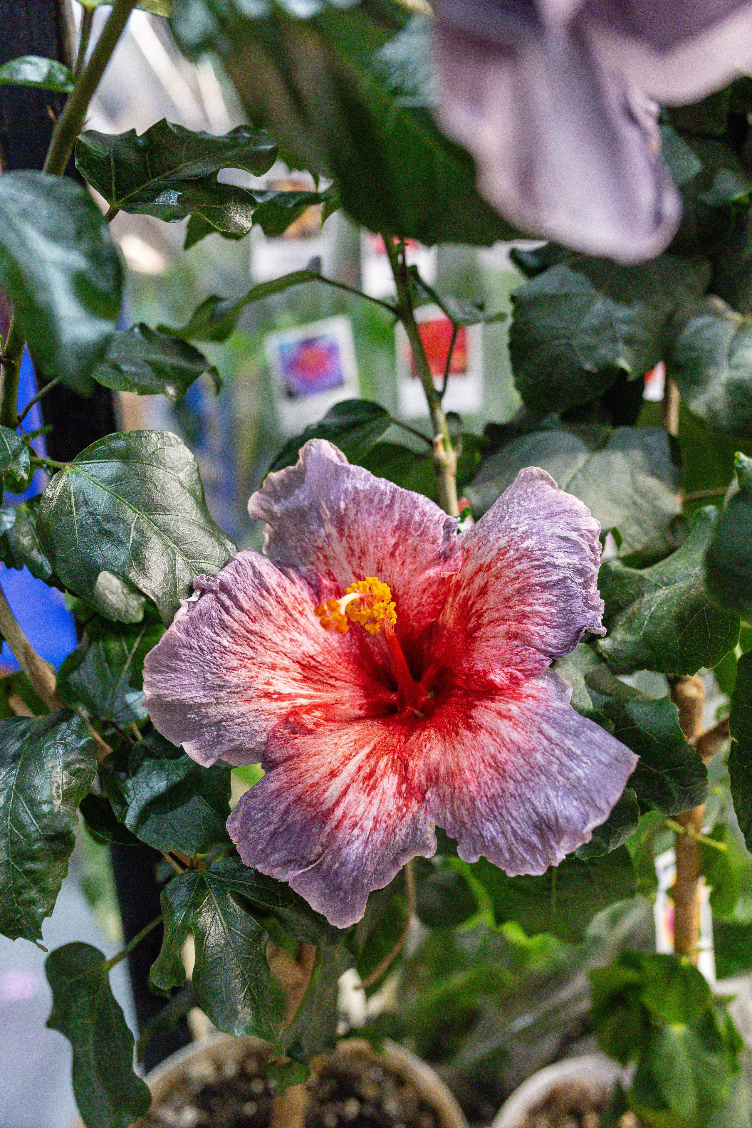 Монстериум 11–12 октября. Александра Куликова фотограф, Москва