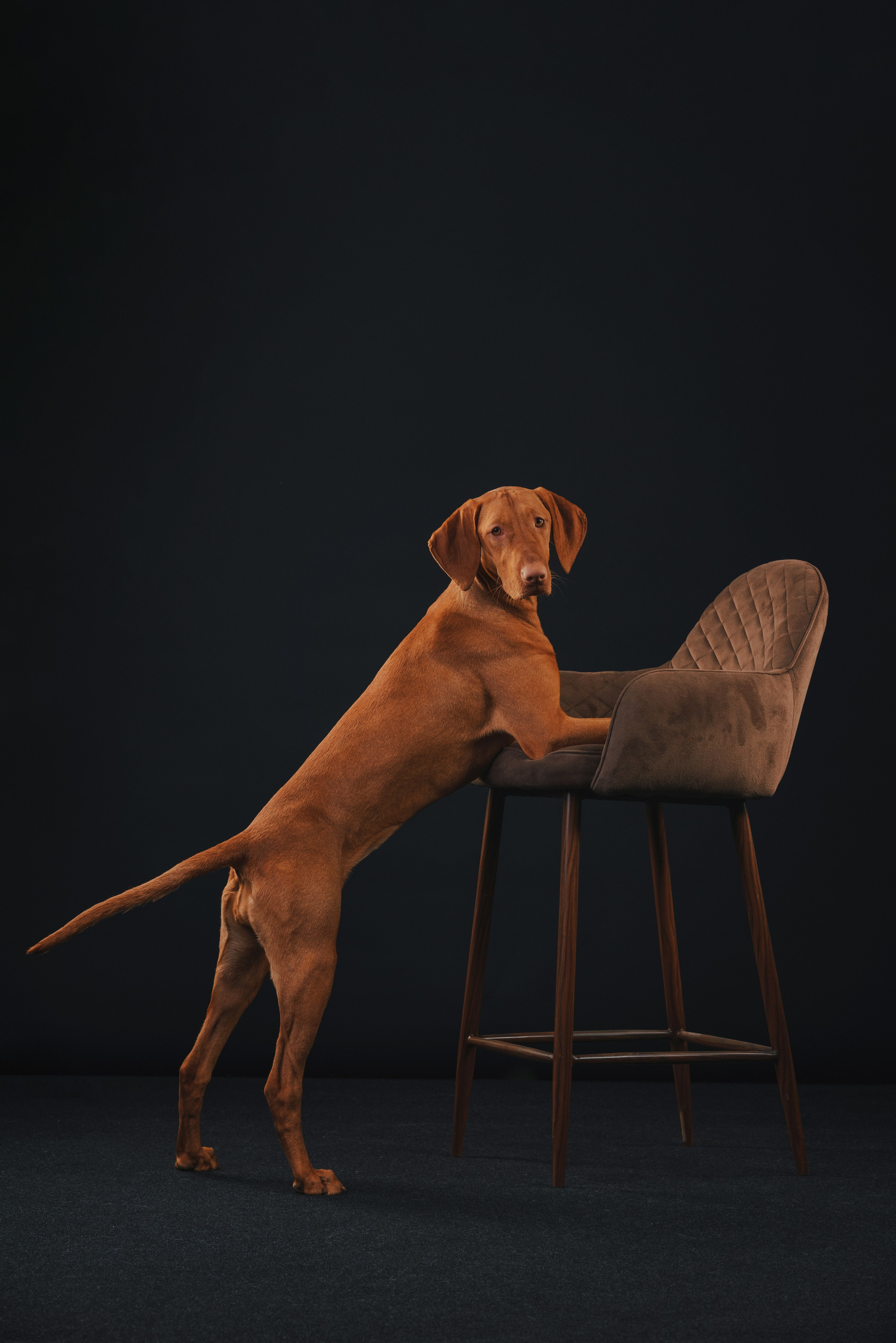 Выжла Гая. Фотограф анималист Осипчикова Мария