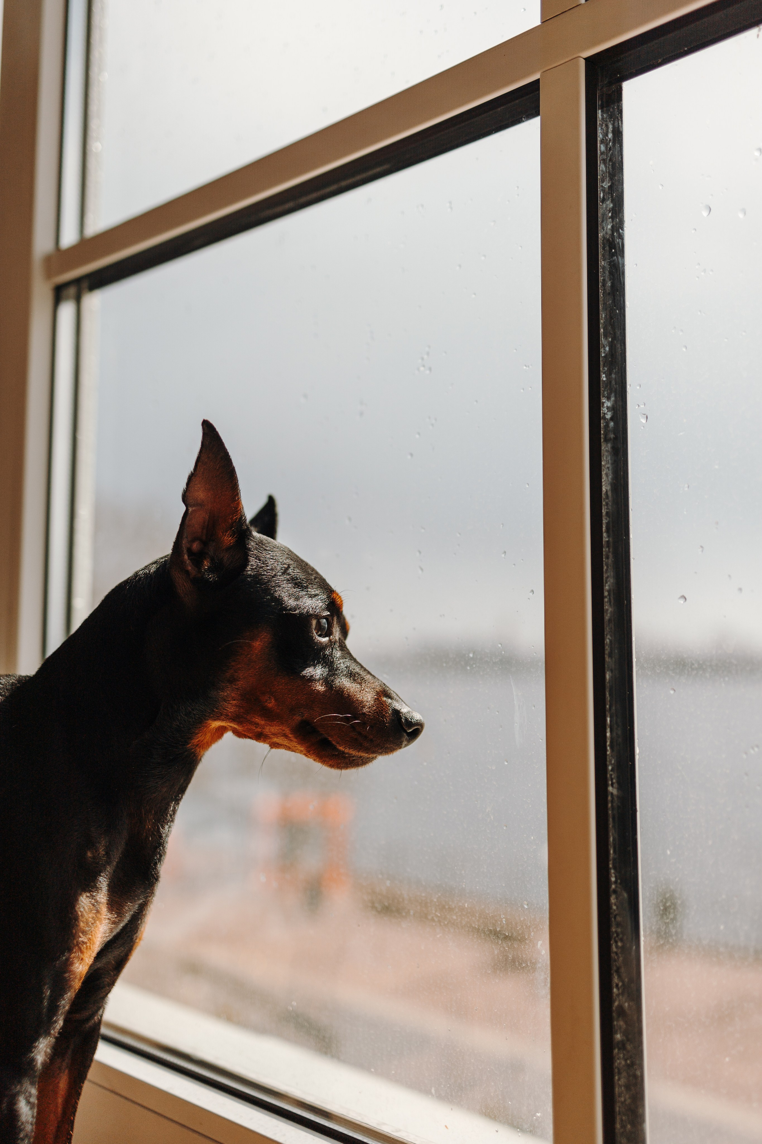 Катя и ее мальчики. Фотограф — Анималист | Санкт-Петербург