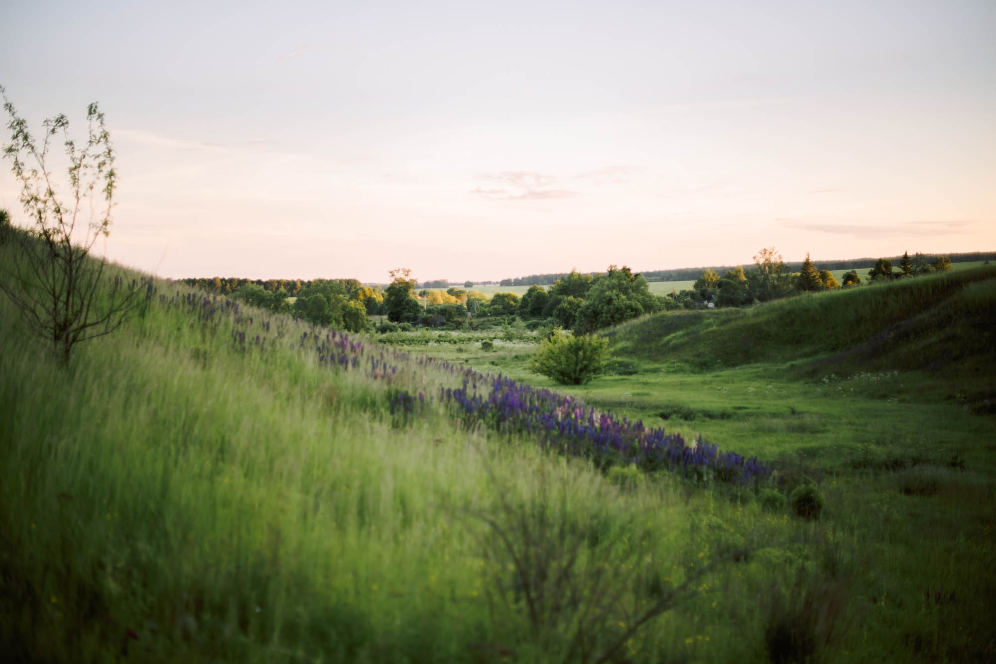 Love-story фотосессия в люпинах. Свадебный и семейный фотограф Ирина Чернова