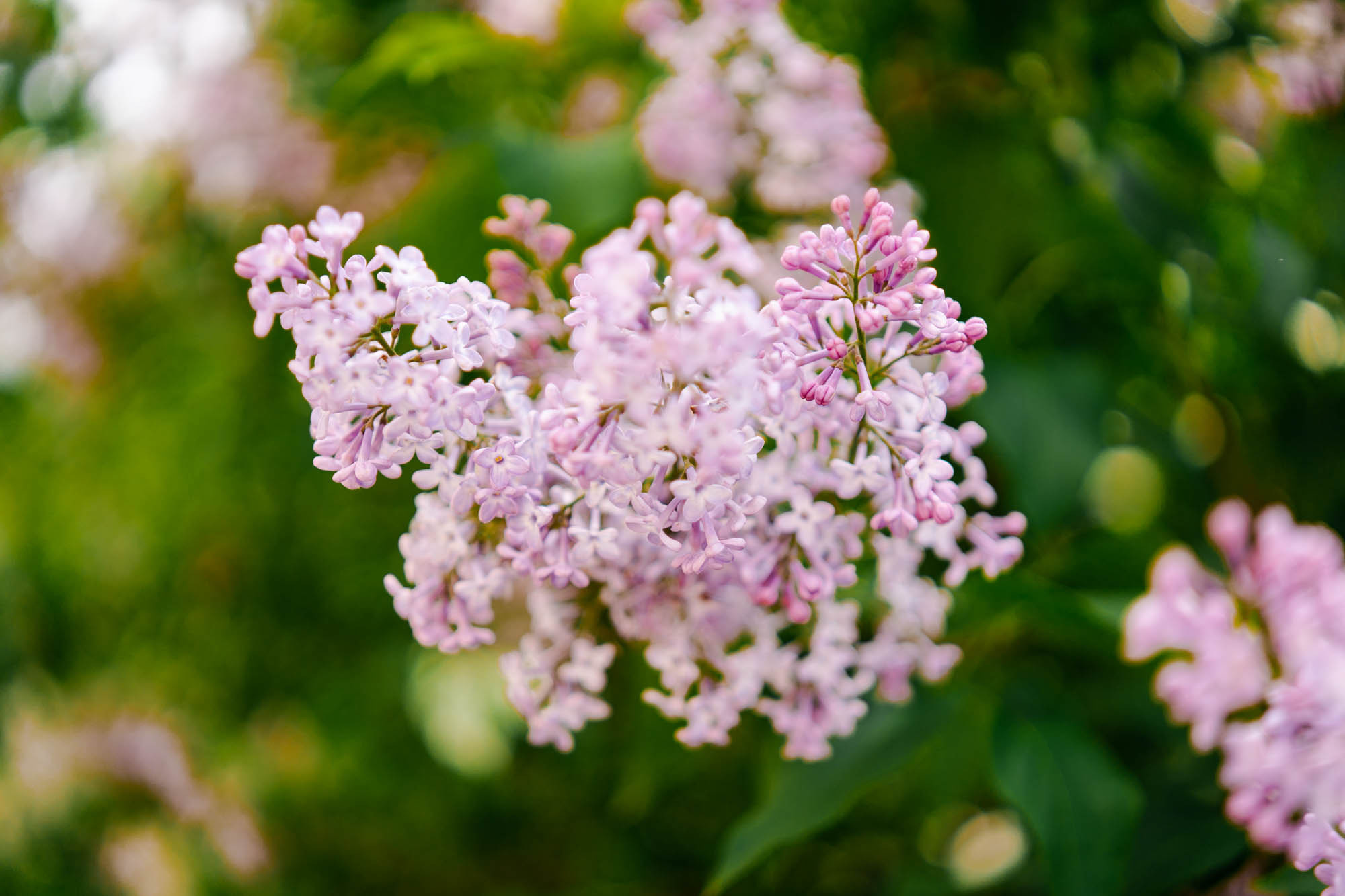 Портретная фотосессия в сирени. Свадебный и семейный фотограф Ирина Чернова
