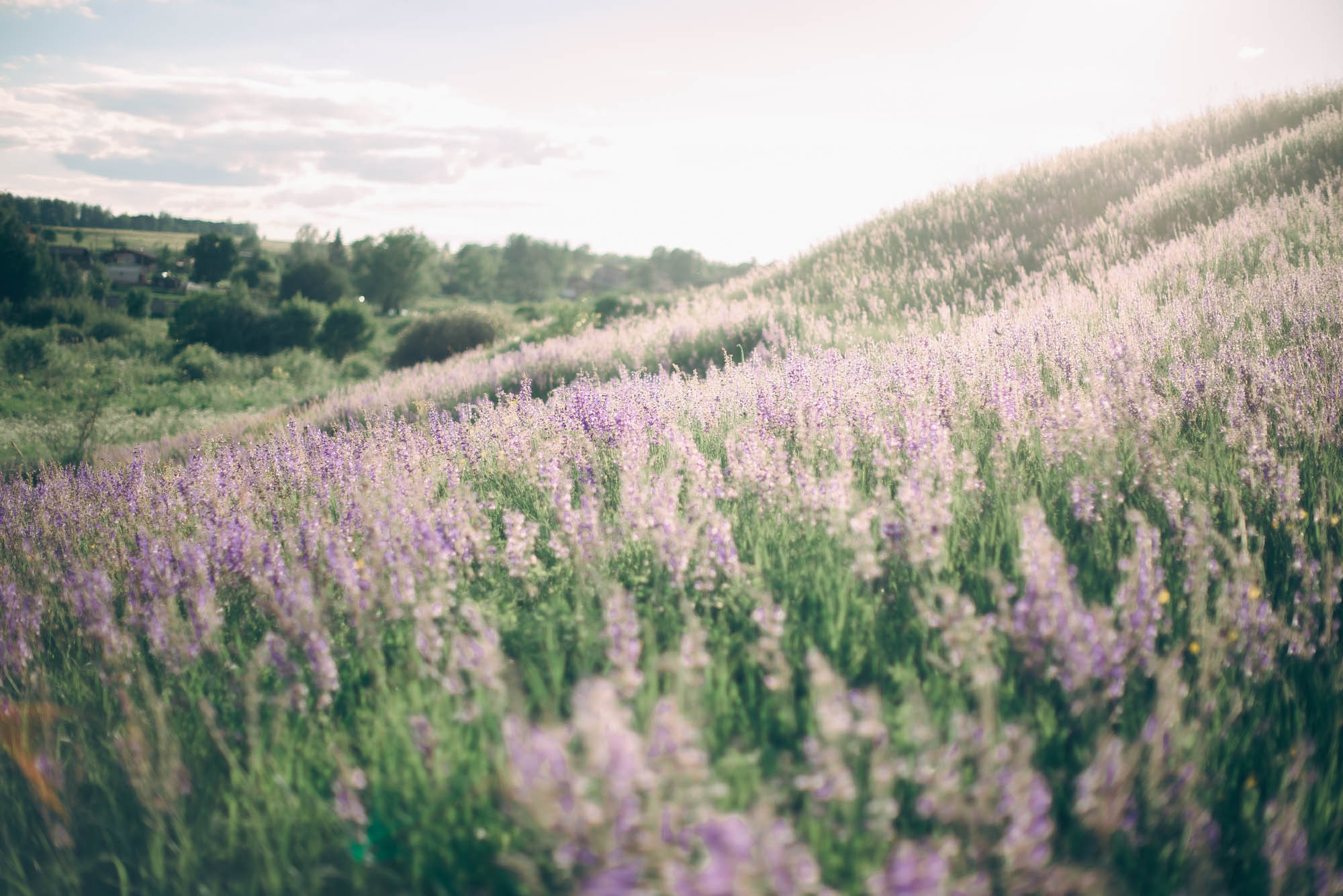 Love-story фотосессия в люпинах. Свадебный и семейный фотограф Ирина Чернова