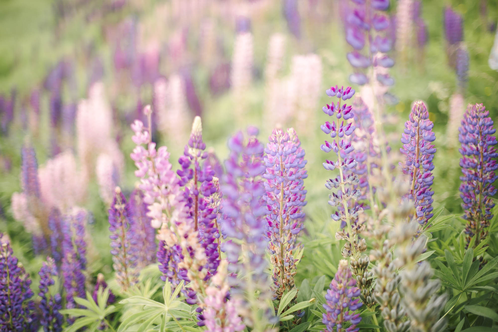 Love-story фотосессия в люпинах. Свадебный и семейный фотограф Ирина Чернова