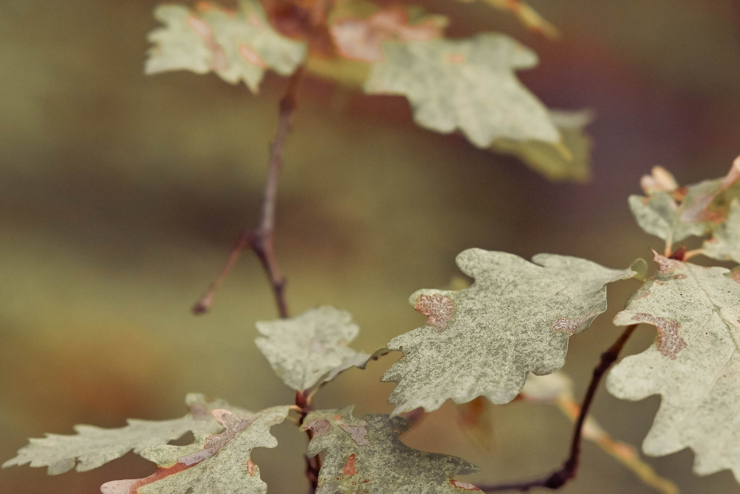 Веселые девчата. Предметный фотограф в Горячем Ключе Вера Швец