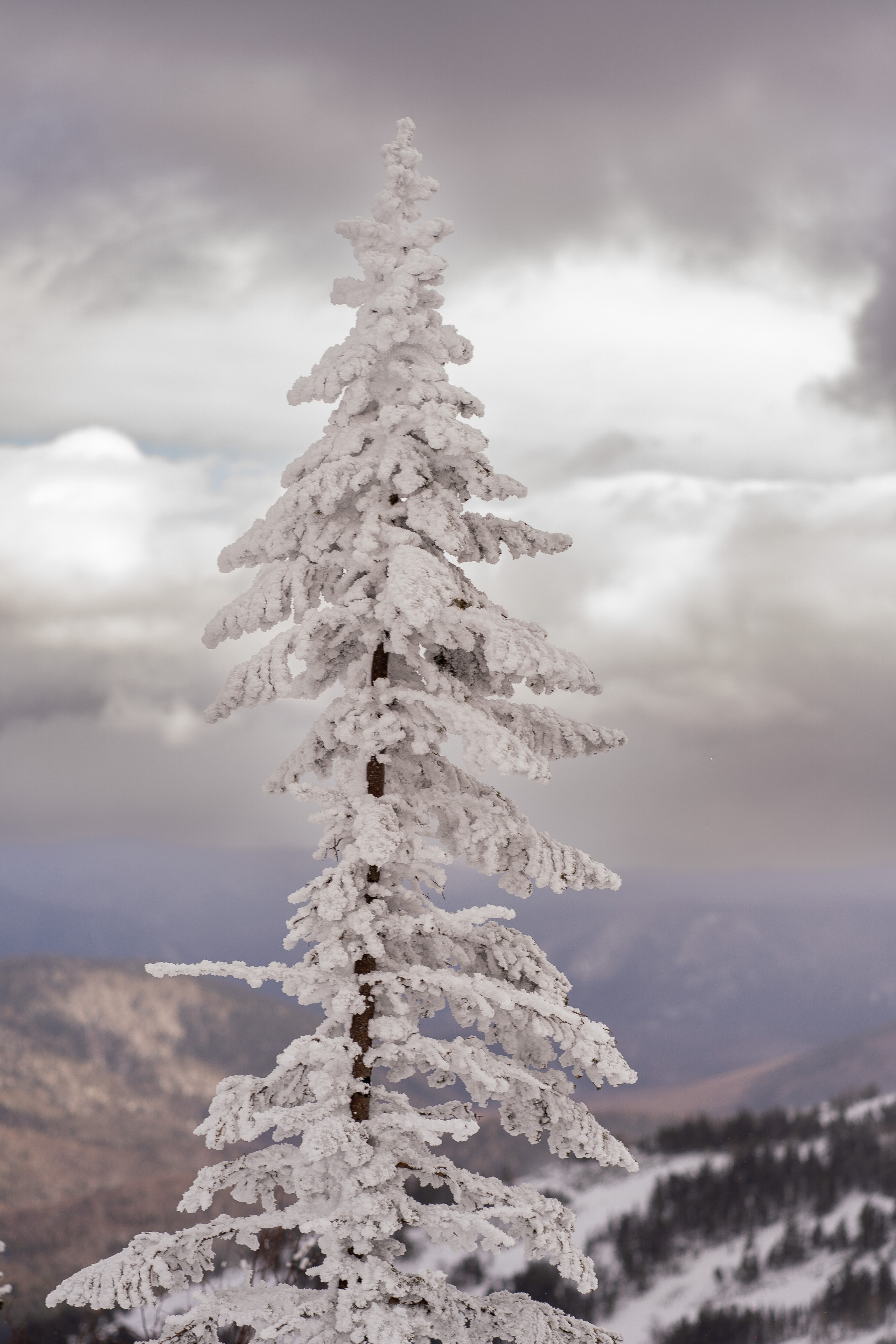 Фрирайд. Анастасия Паршукова — фотограф Шерегеш Новосибирск
