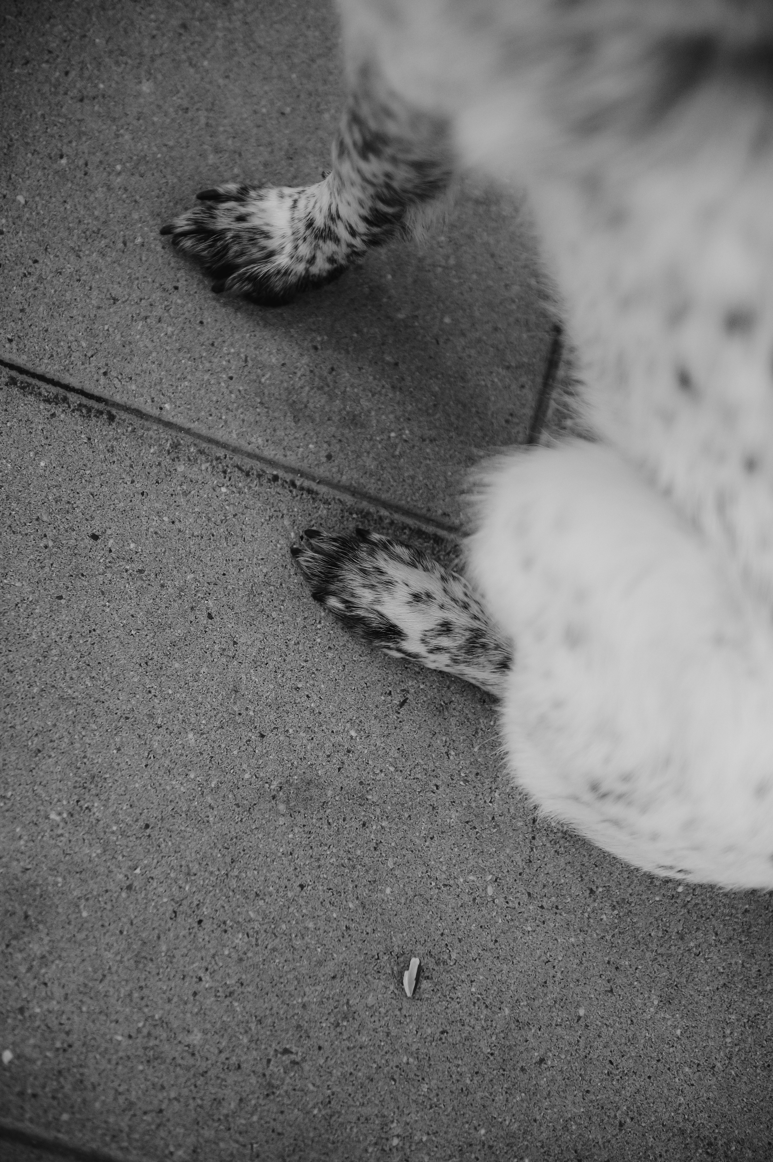 Олеся, Саша и Юка (Королев, 2024). Анна Пушина, фотограф, Москва, Королев, Пушкино