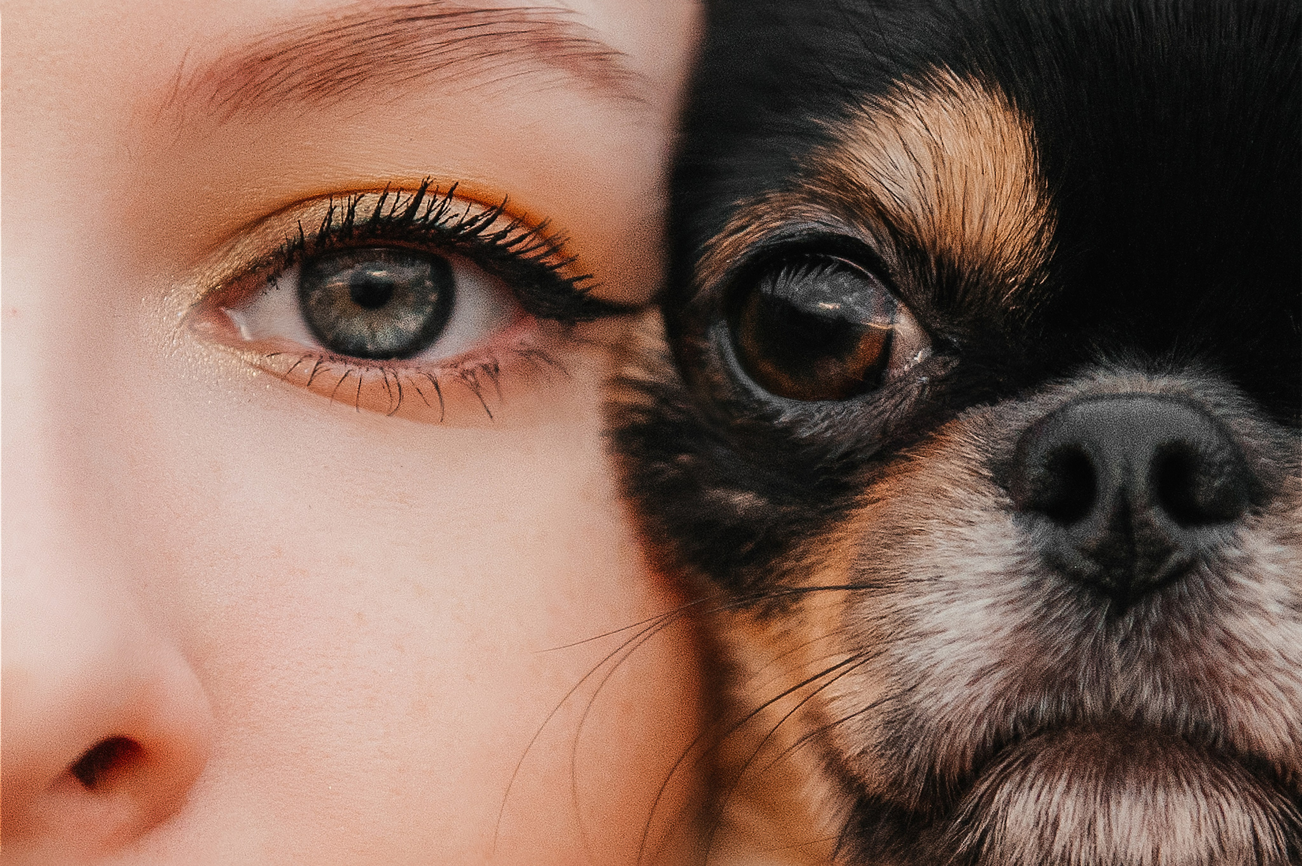 Лера, Илья и чихуахуа Наоми (Нижний Новгород, 2024). Анна Пушина, фотограф, Москва, Королев, Пушкино