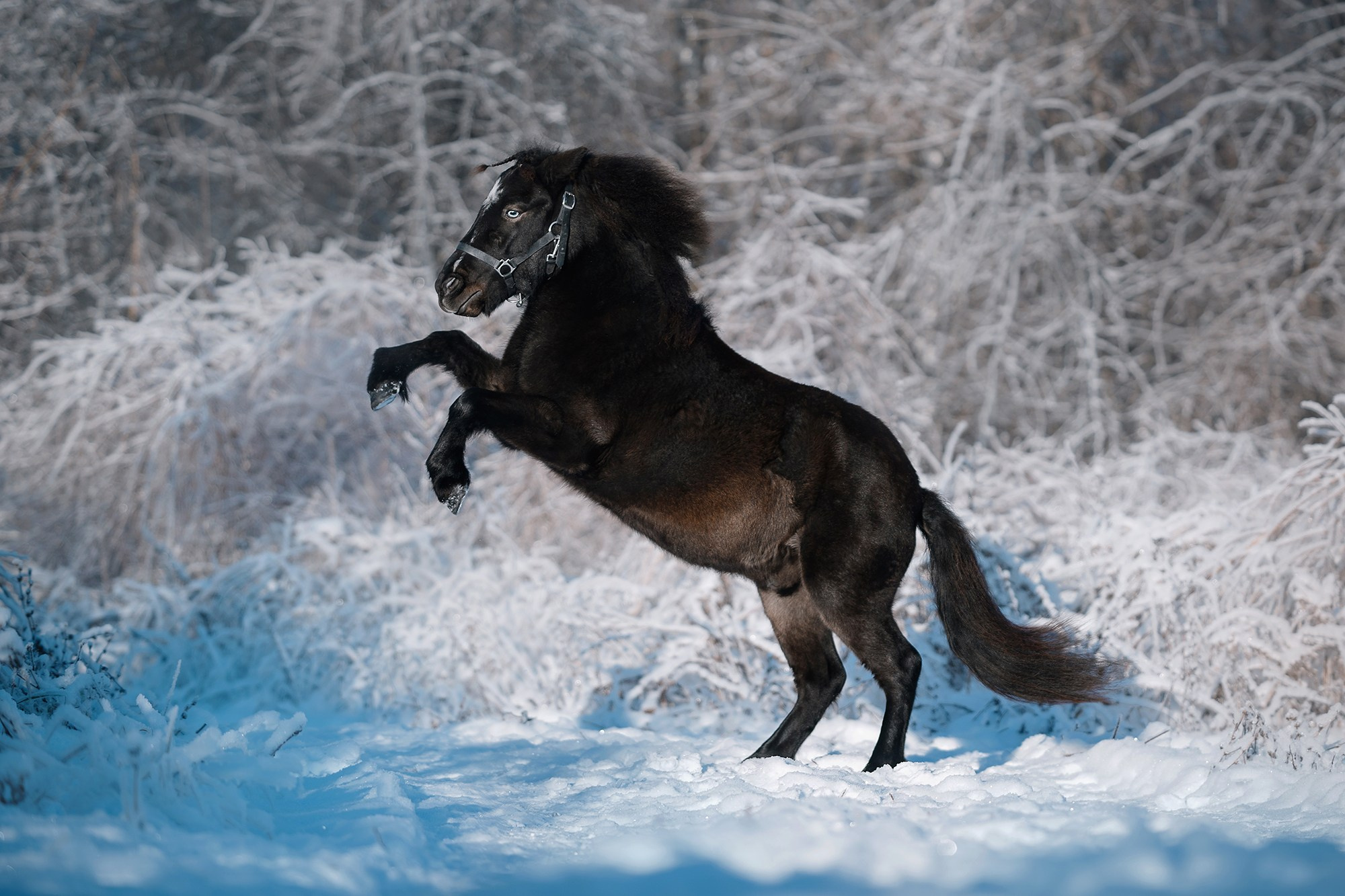 Питомец в кадре. Фотограф Анна Тюрина