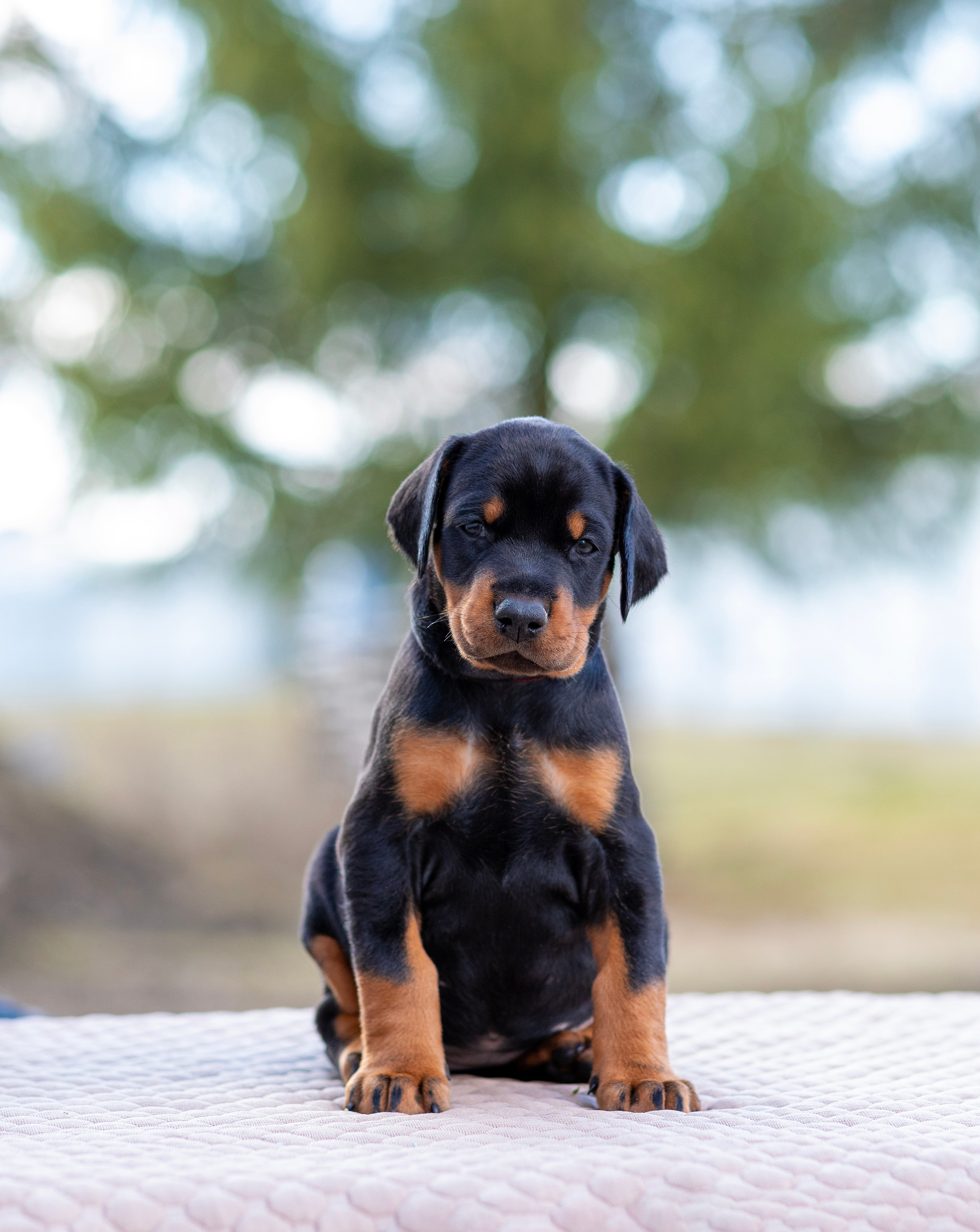 Доберман. Фотограф — анималист Татьяна Ли