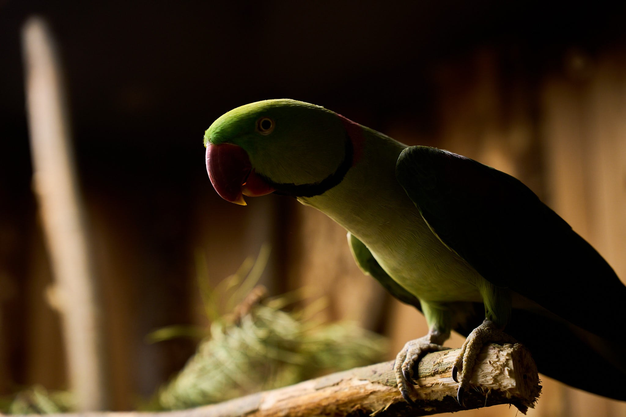 ZOO. ФОТОГРАФ ЕКАТЕРИНБУРГ