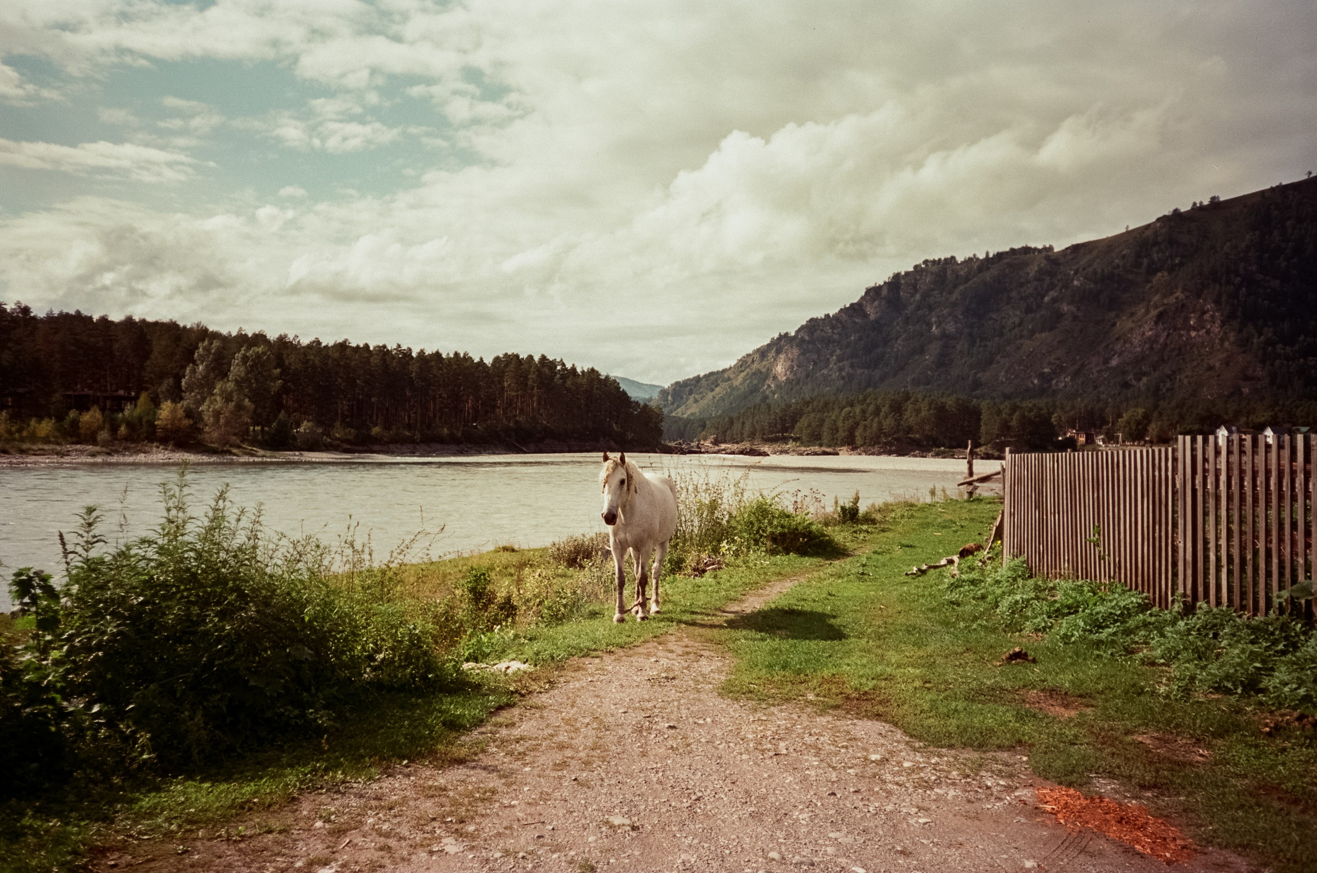 Село Черга в Верхах Алтая. Лошадки в Манжероке и панорамы Катуни. Фотограф-документалист Мария Осокина