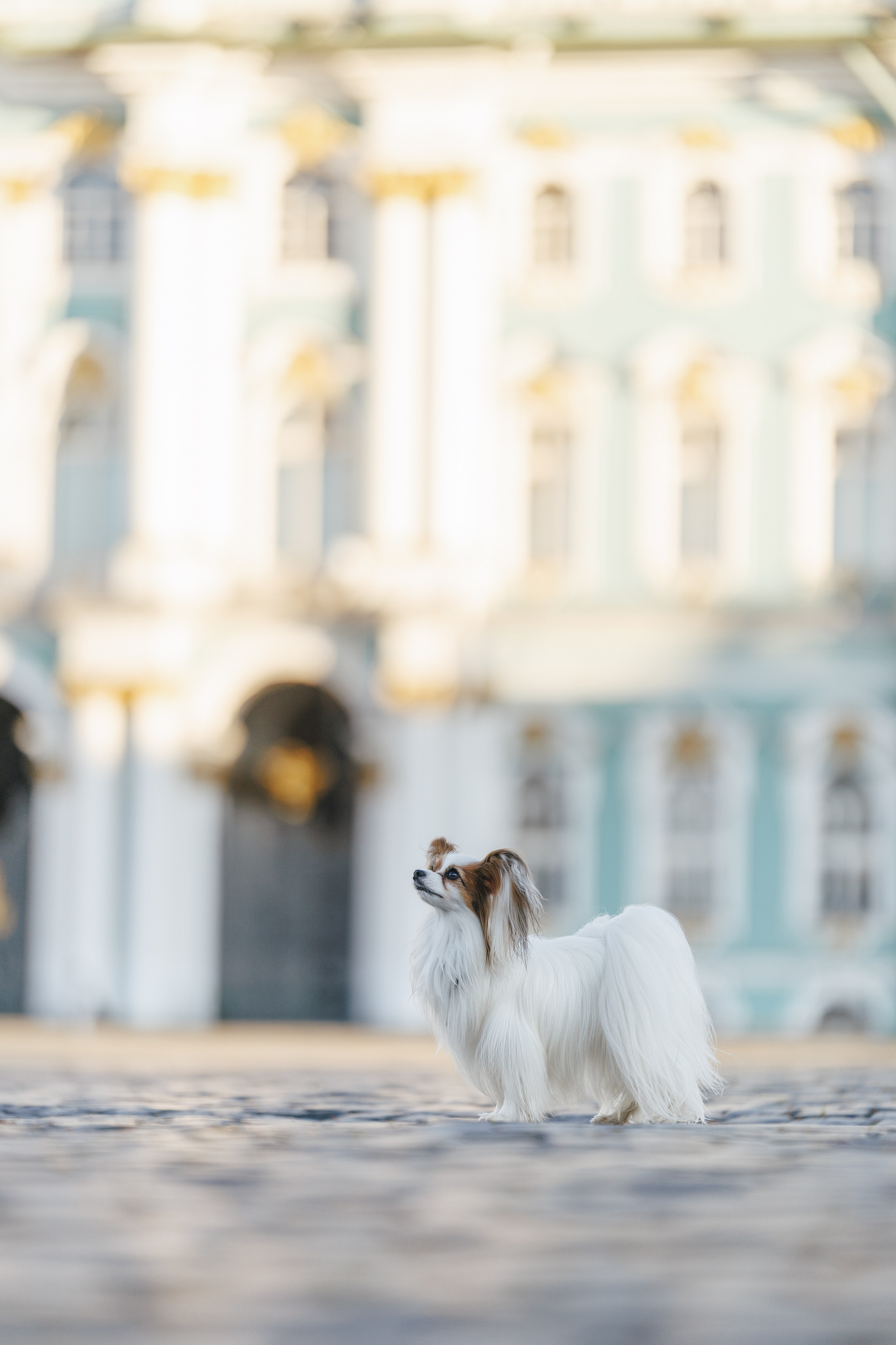 В городе. Фотограф- анималист Санкт-Петербург