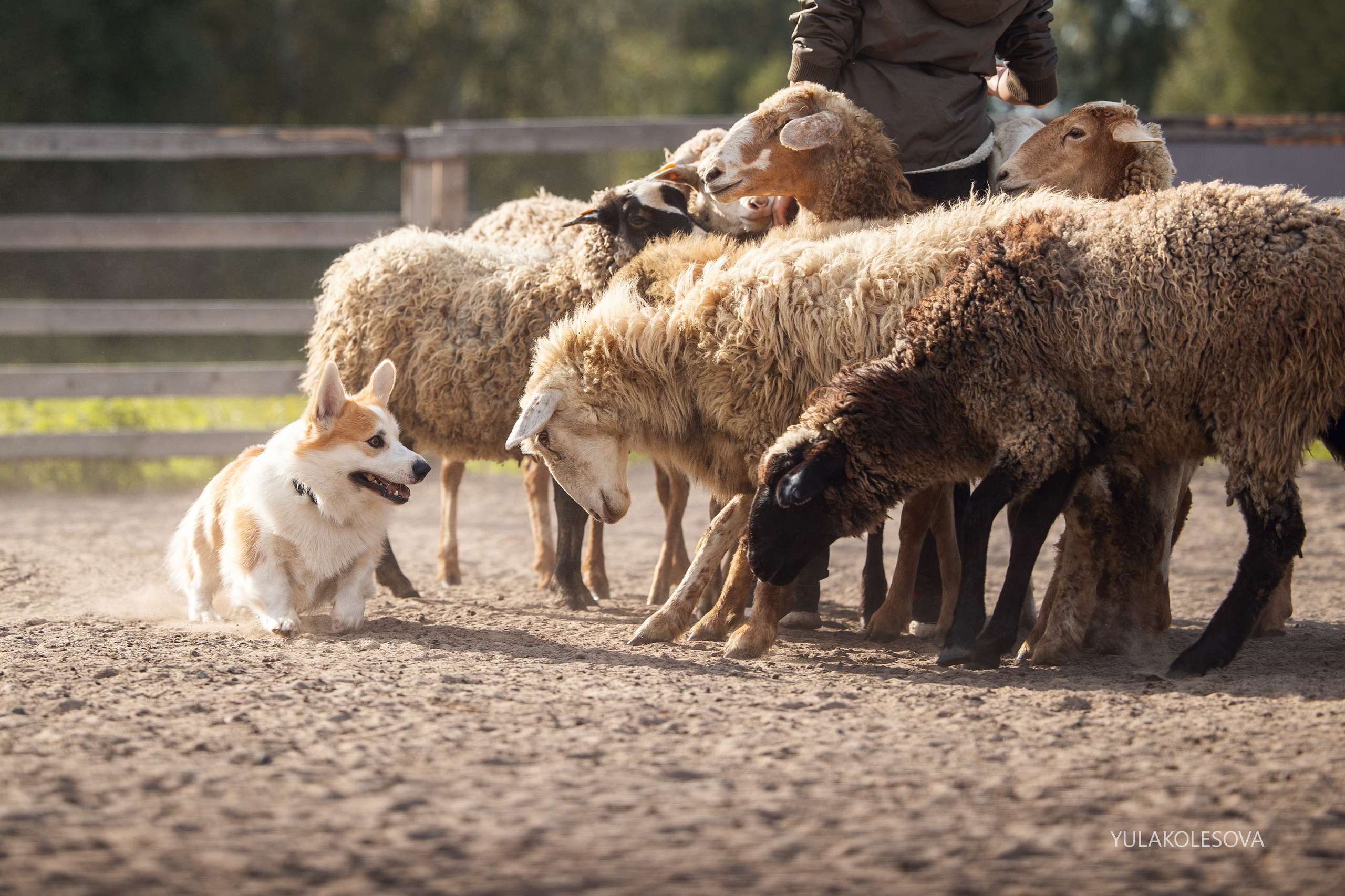 Пастуший интенсив, сентябрь 2024. YULA KOLESOVA | Фотограф — Анималист | Художник | Тюмень
