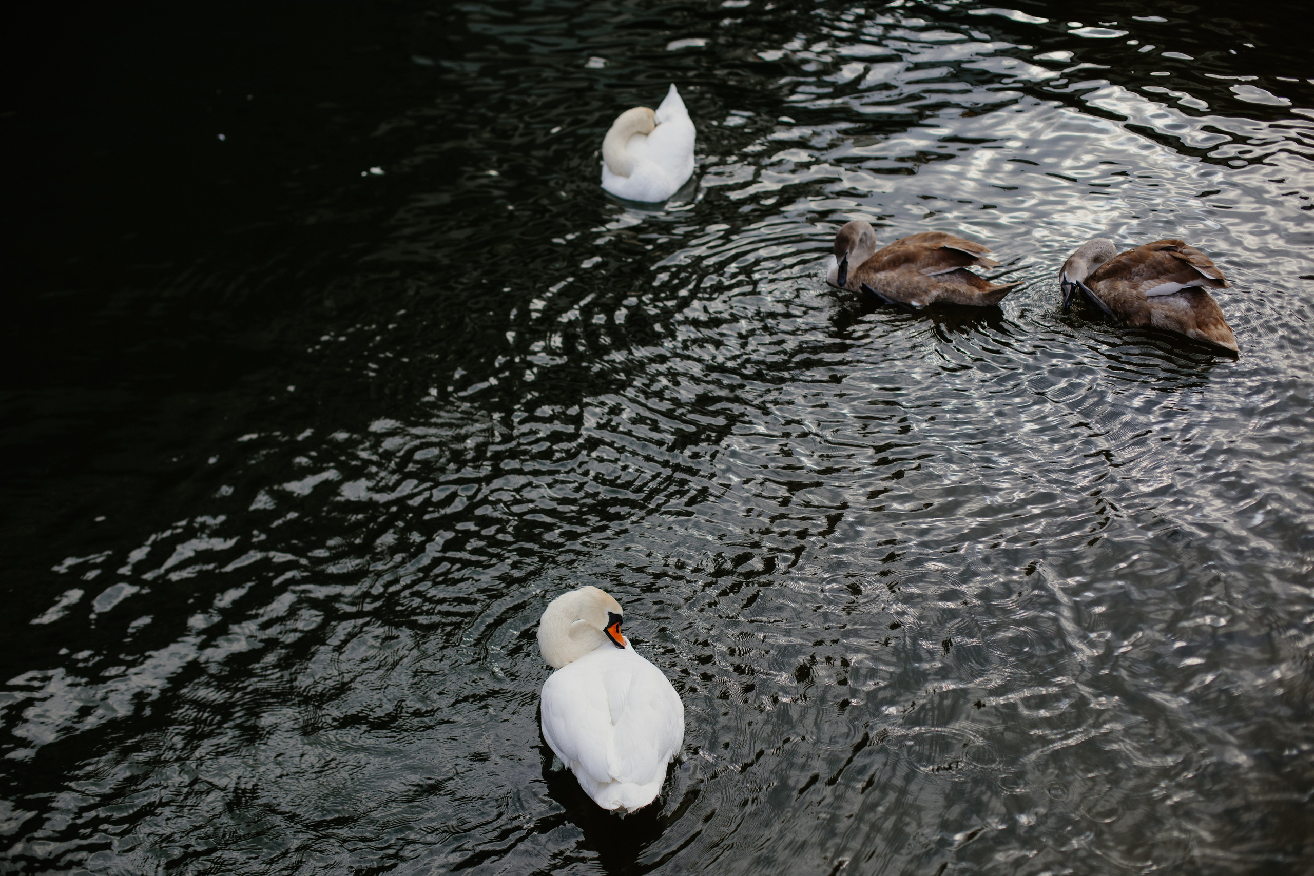 Балтийск/Калининград. Свадебный и семейный фотограф/видеограф в Краснодаре Наталья Осинская