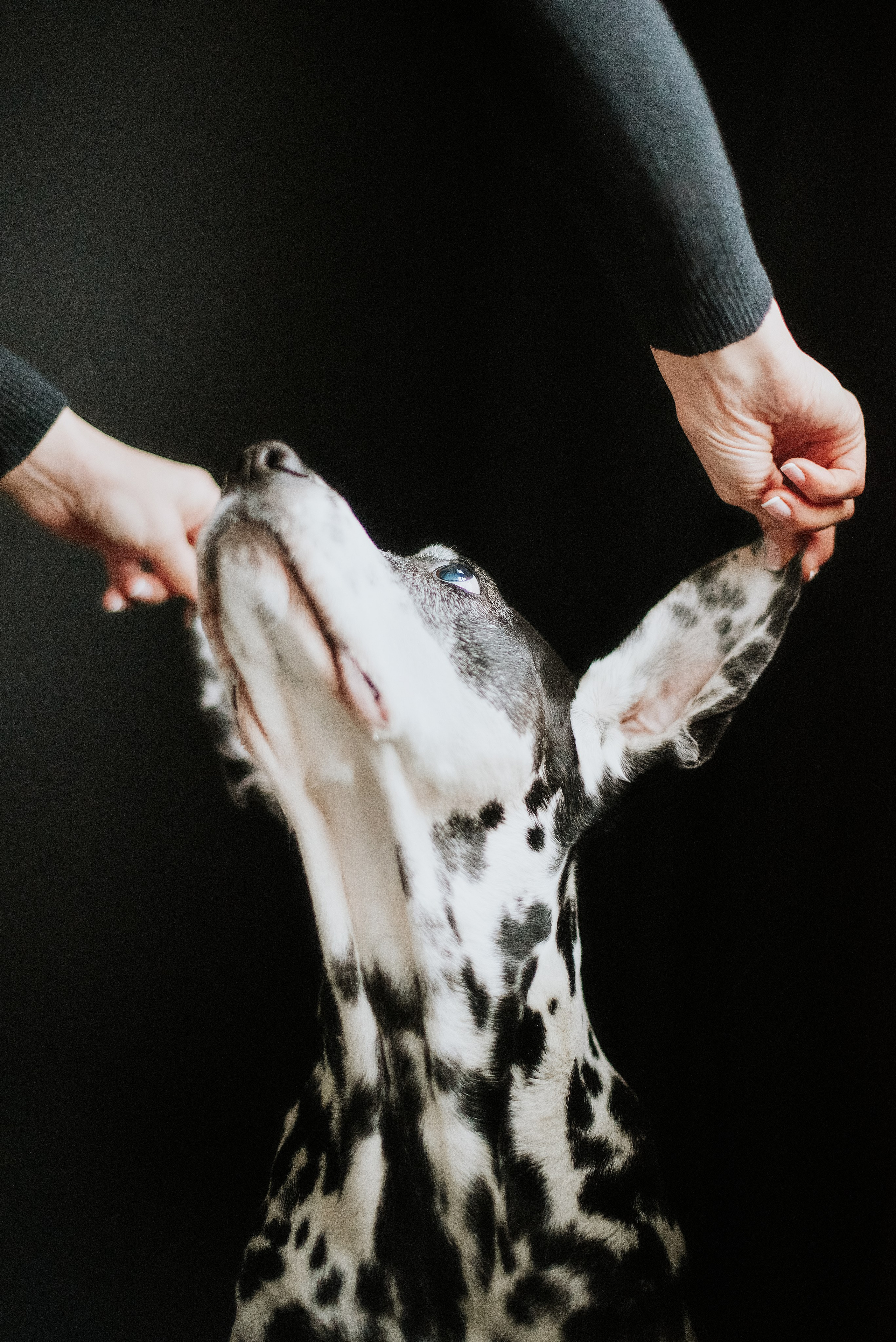 Фотосессия с животными в Туле, фотограф Женя Смокина