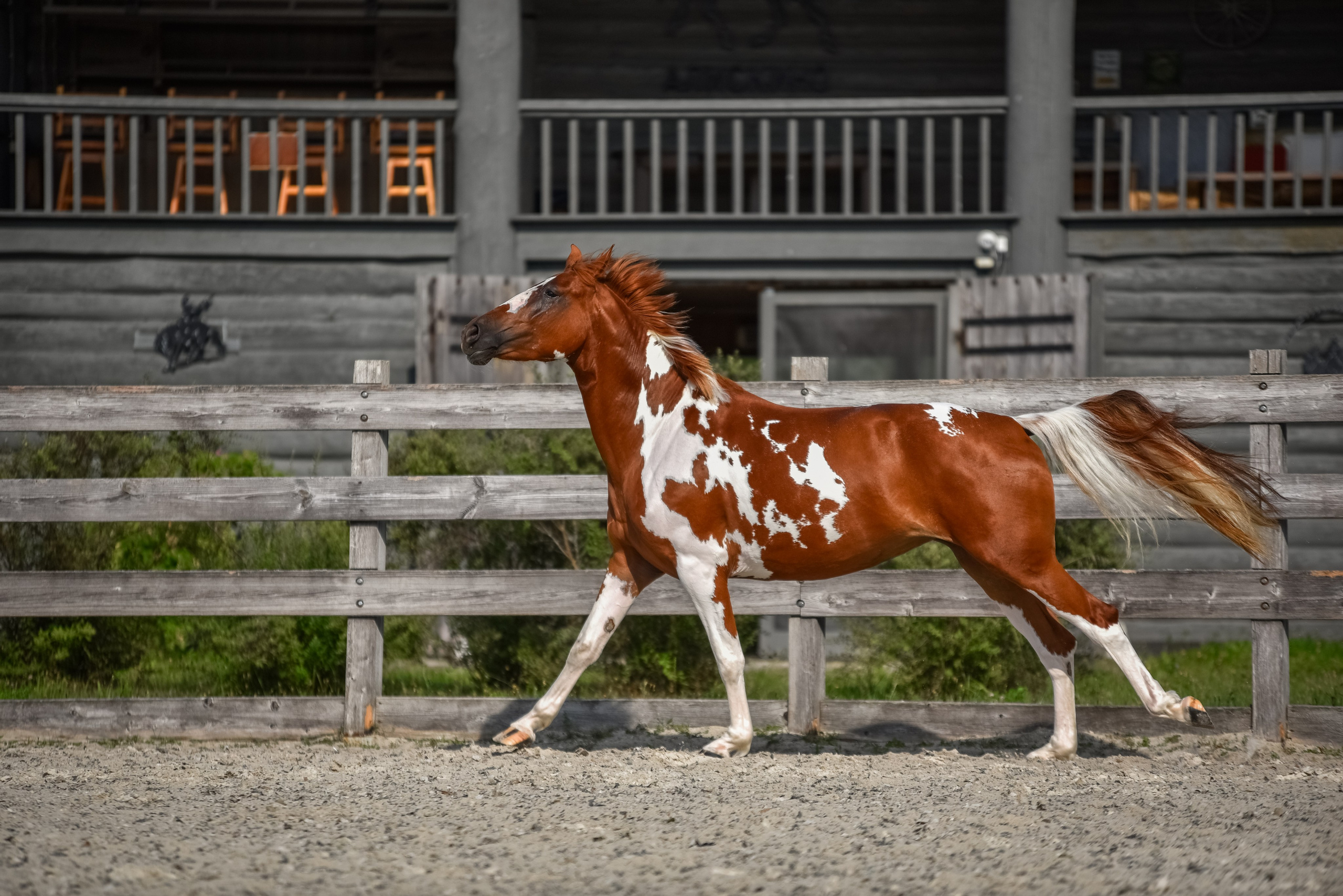 Лошади на свободе, съемка лошадей, экстерьерная съемка, фотосессия