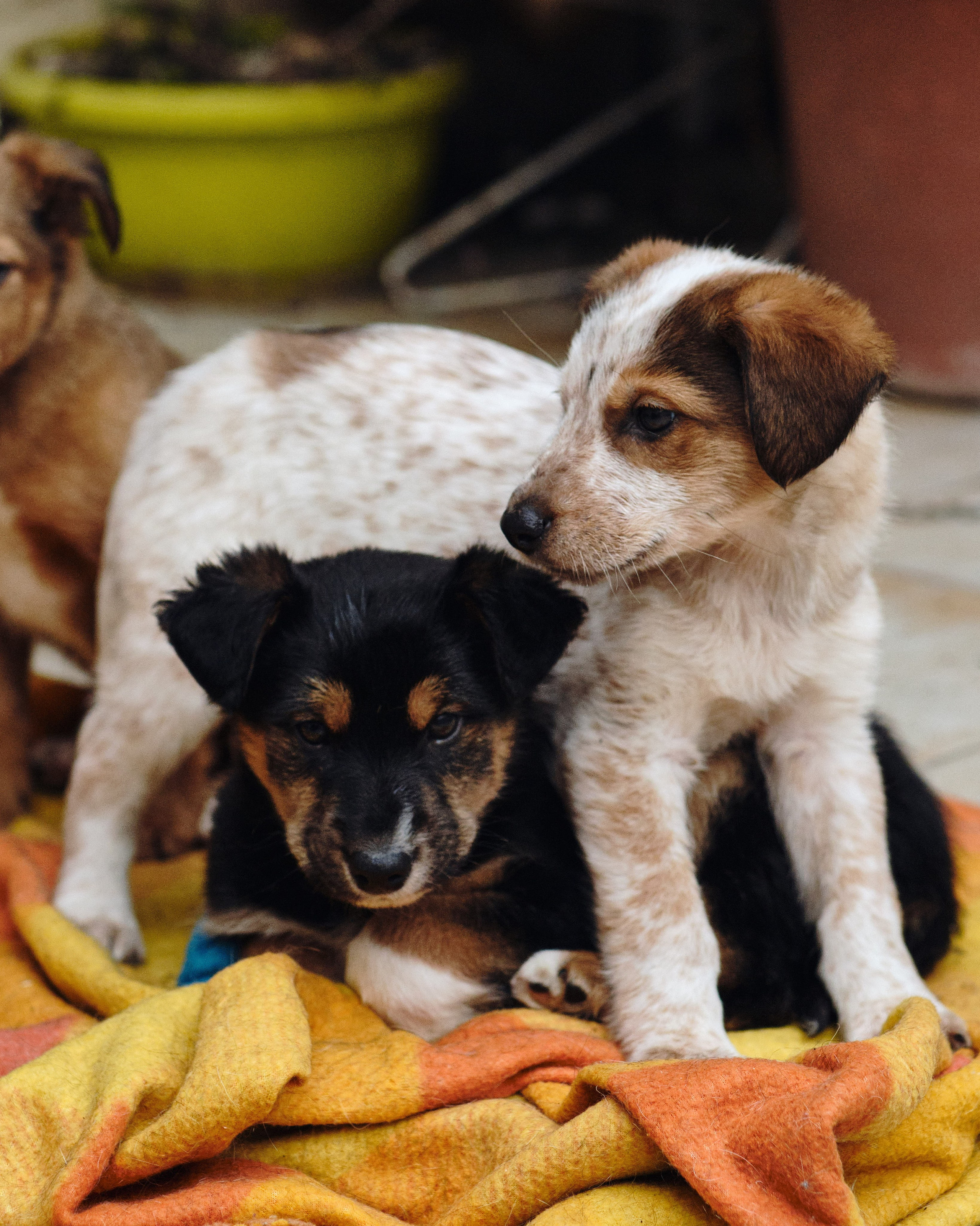 Animals. Sasha Shu — retoucher and photographer
