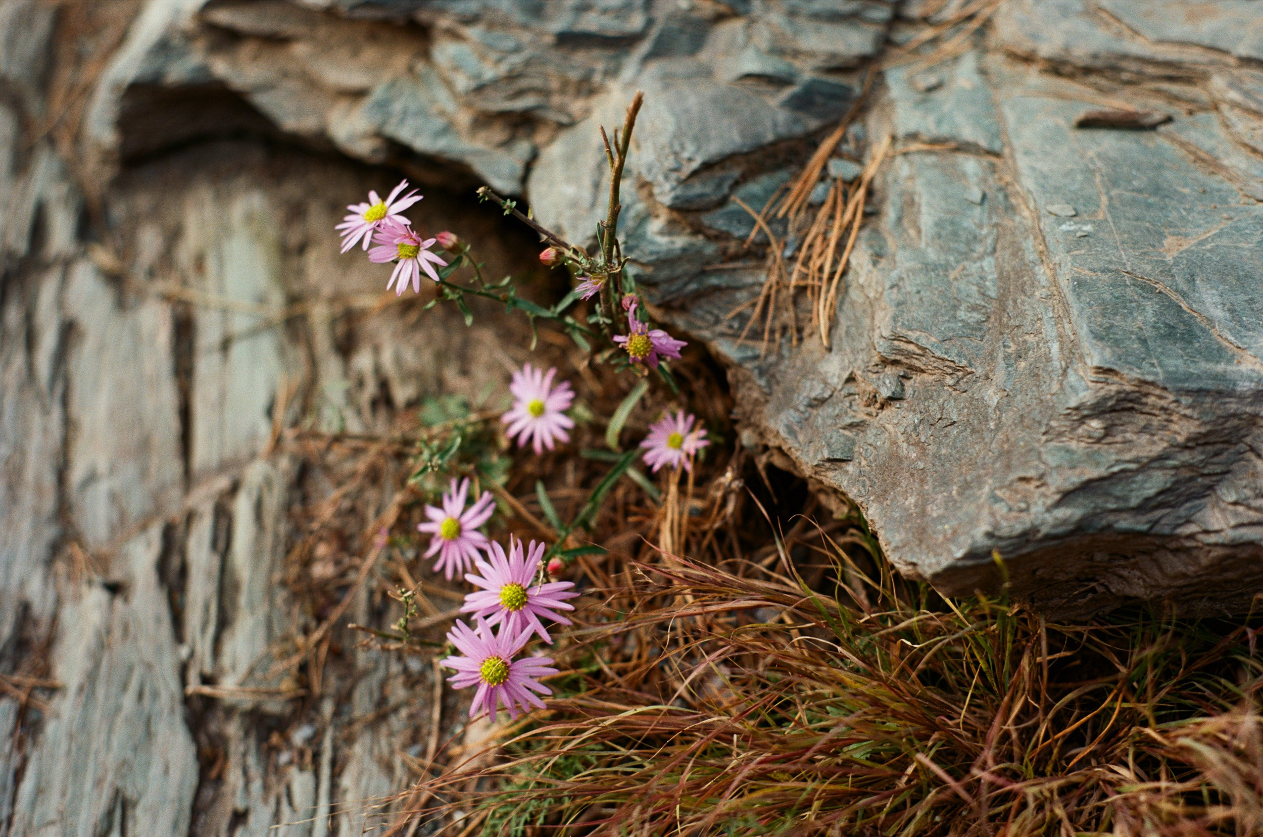 Пейзажные фотографии Алтая. Портретный и репортажный фотограф. Мыльников Илья