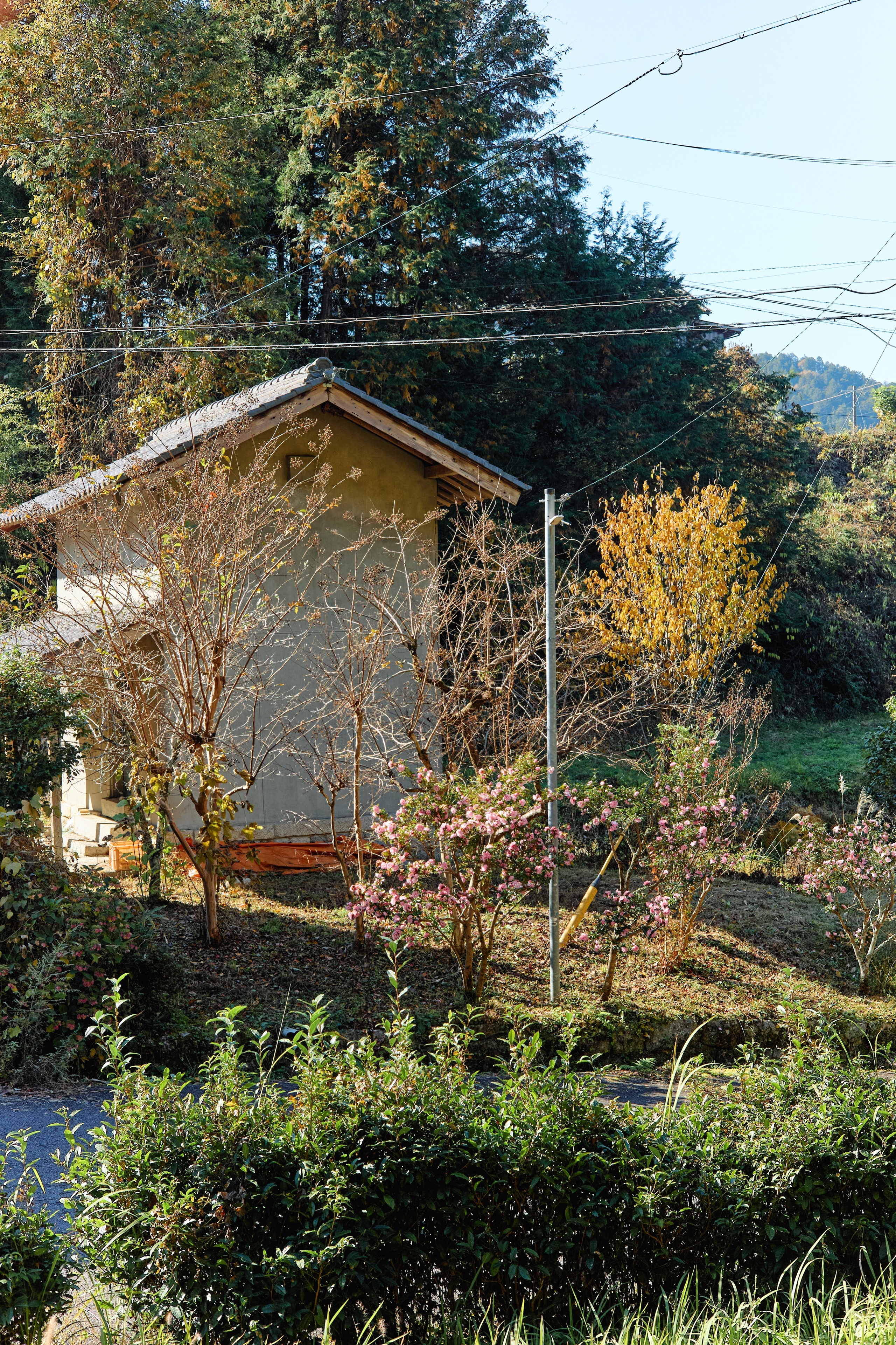 Япония. Профессиональный Фотограф во Владимире, в Москве и в Суздале — Полина Романычева