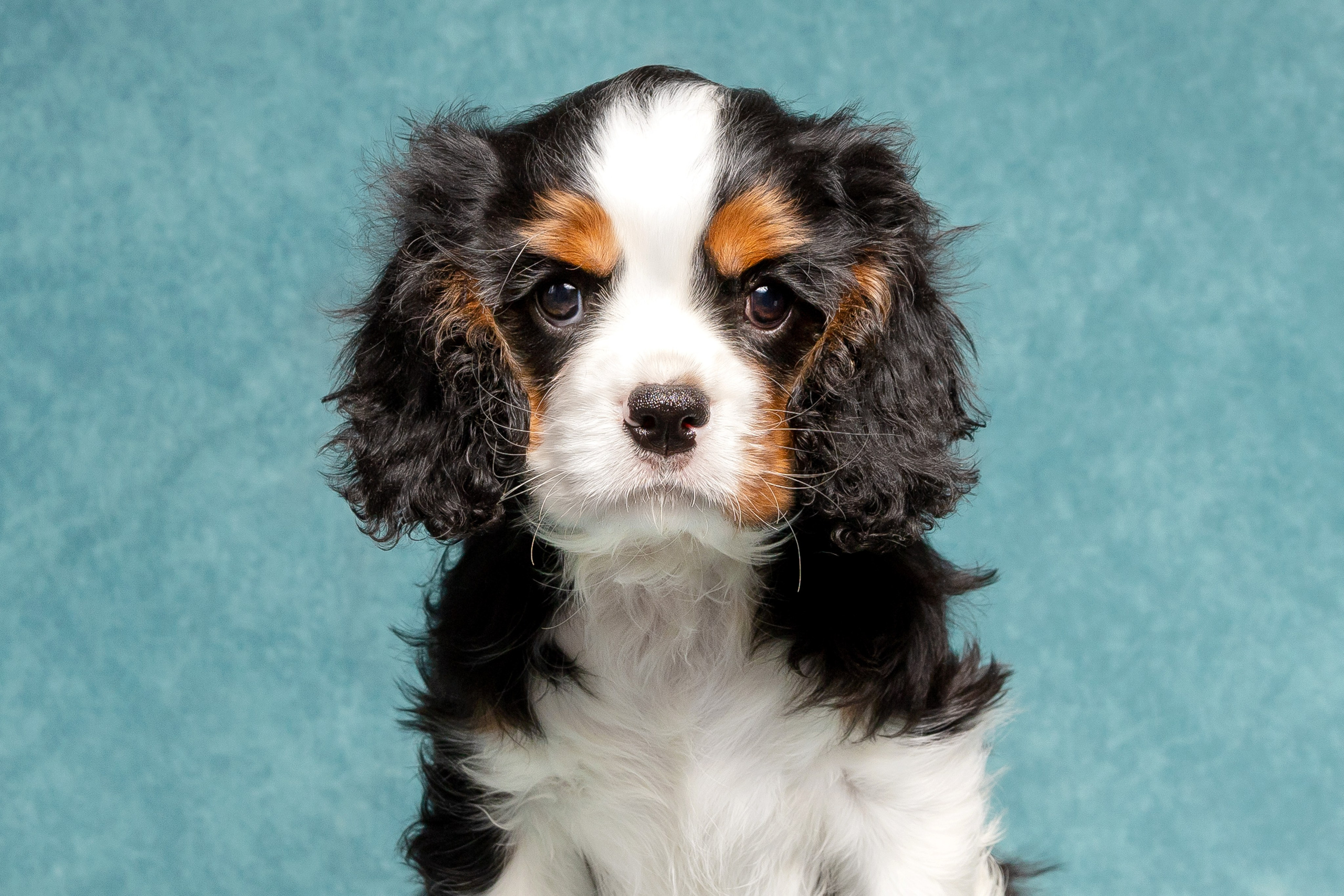 Кавалер Кинг Чарльз спаниель. Юлия Микульская. Рыбинск