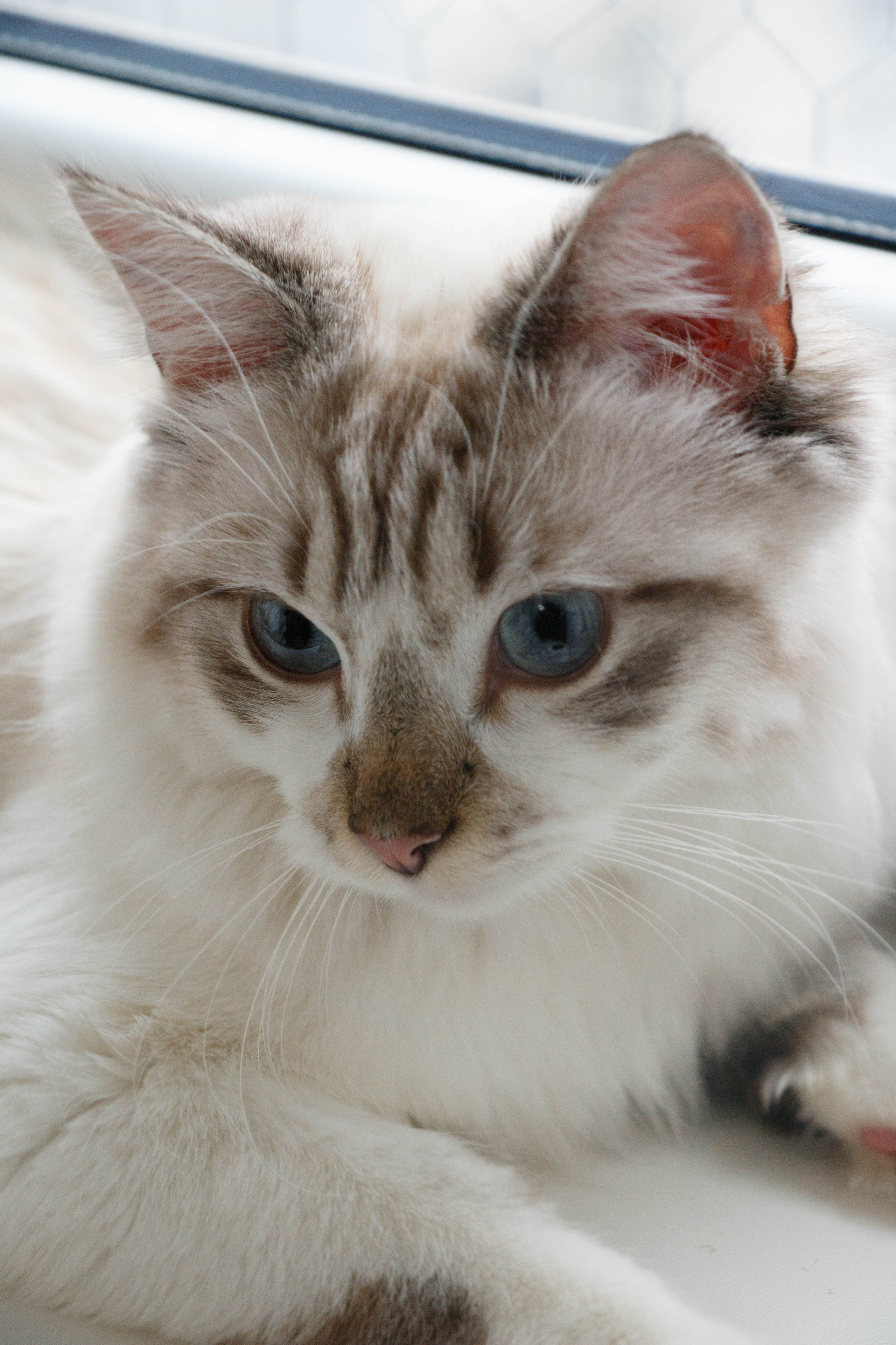 Kristina & Miya. Бережно сохраняю ваши чувства и истории на своих фотографиях