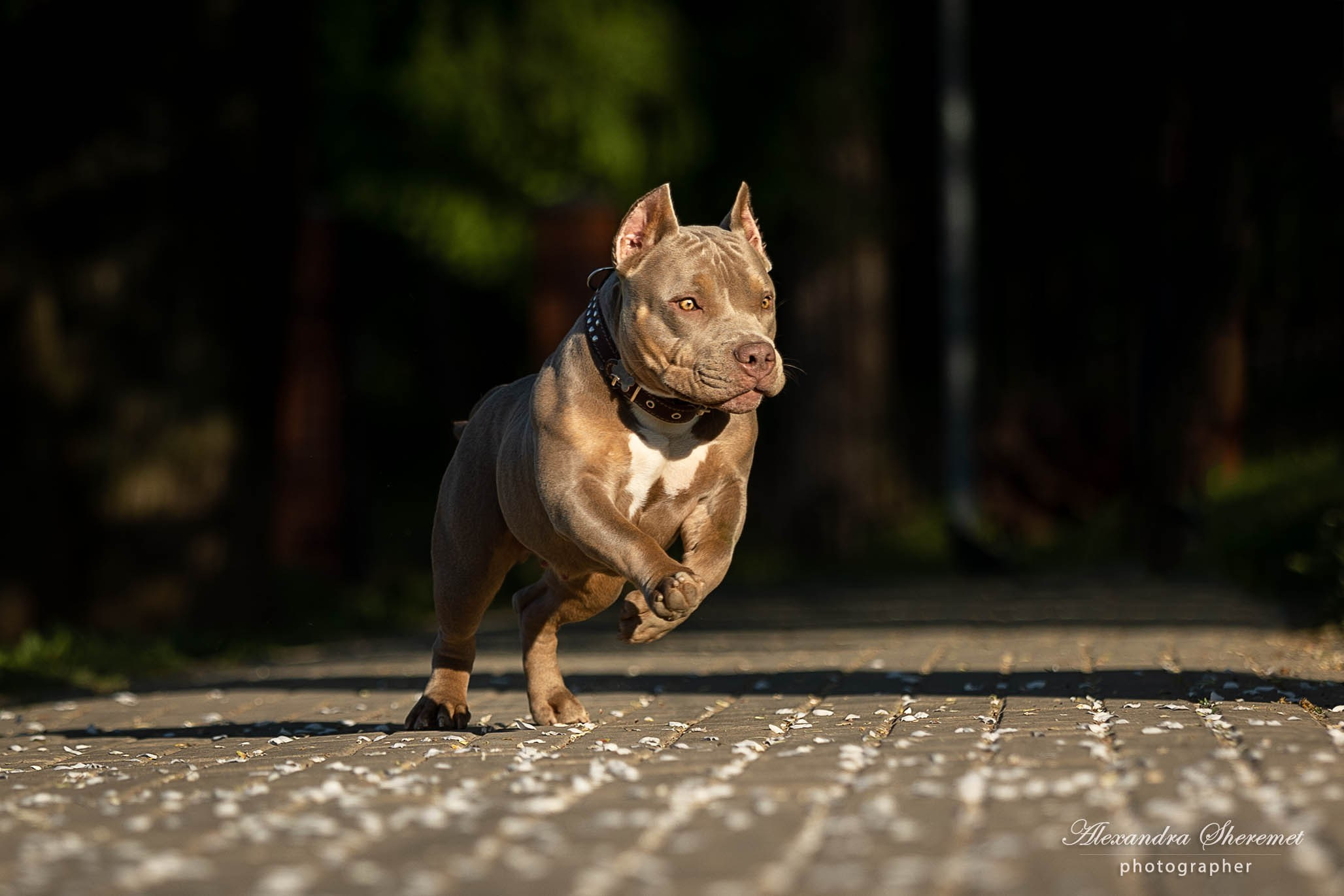 Булли. Фотограф-анималист Александра Шеремет