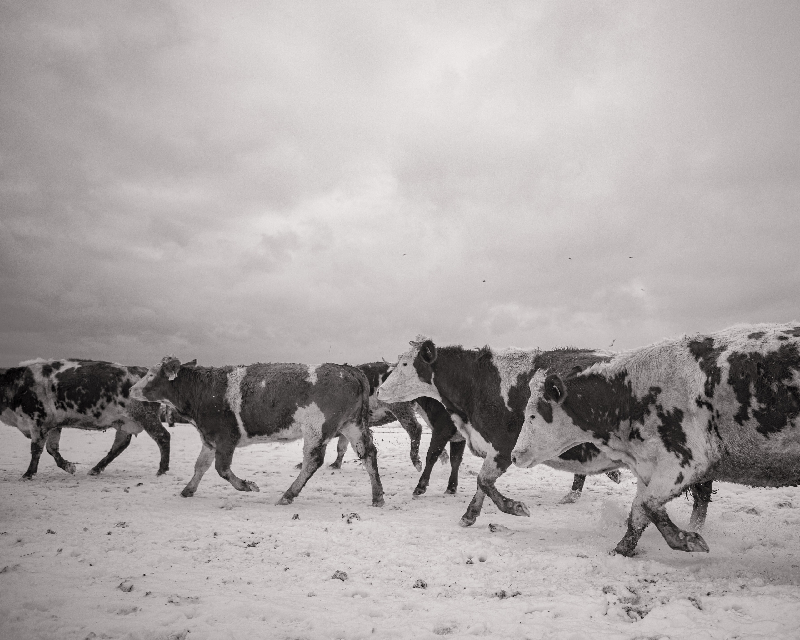 EkoNiva - органический проект. Зима 2019г