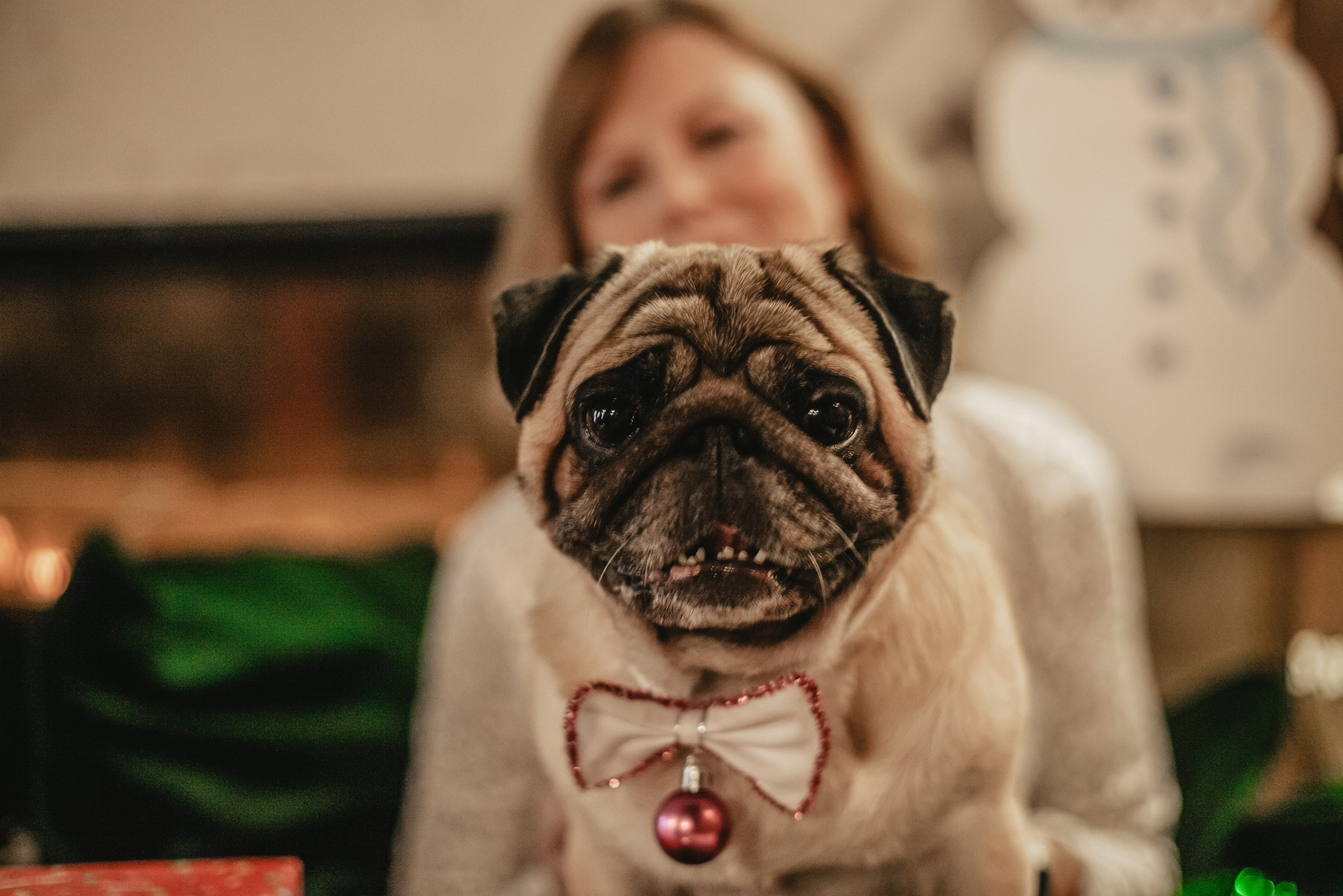 Мопсовстреча 02.12.2023. Фотограф-анималист Татьяна Степанова