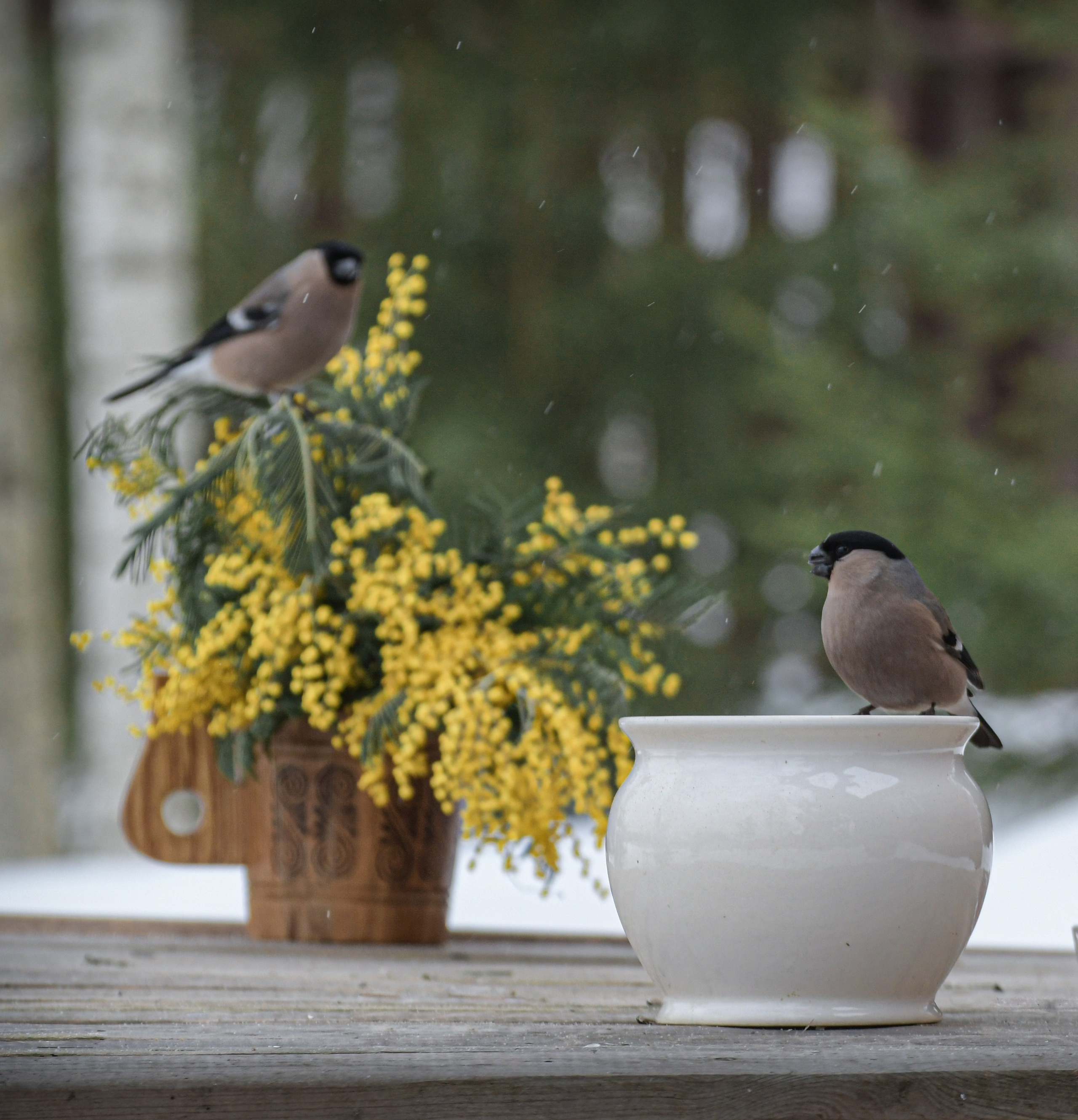Натюрморты с птицами. В созвучии с природой. Фотограф Светлана В. Пронина, Москва