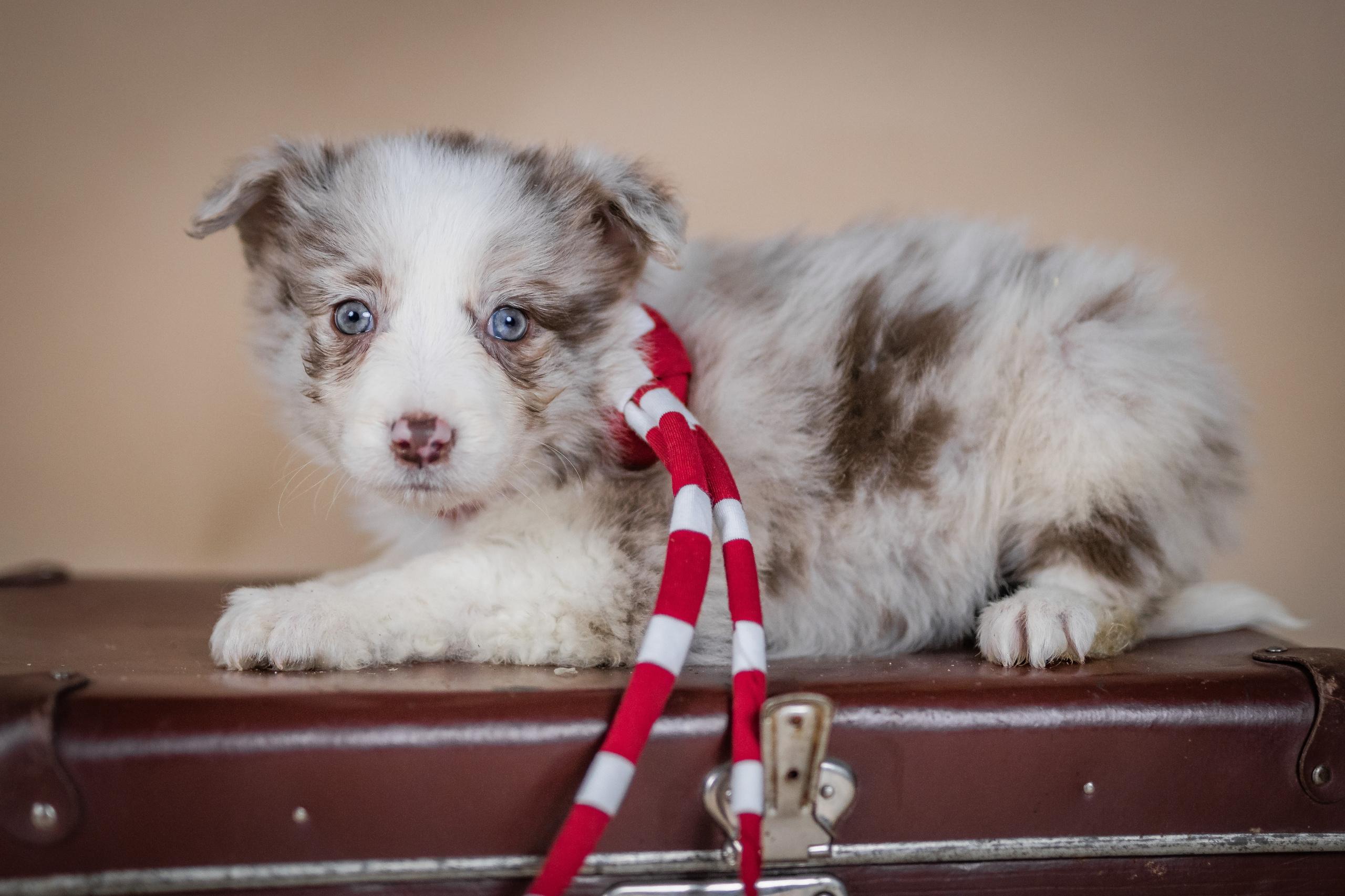 Фритсвит. Семейный фотограф Ефремова Виктория