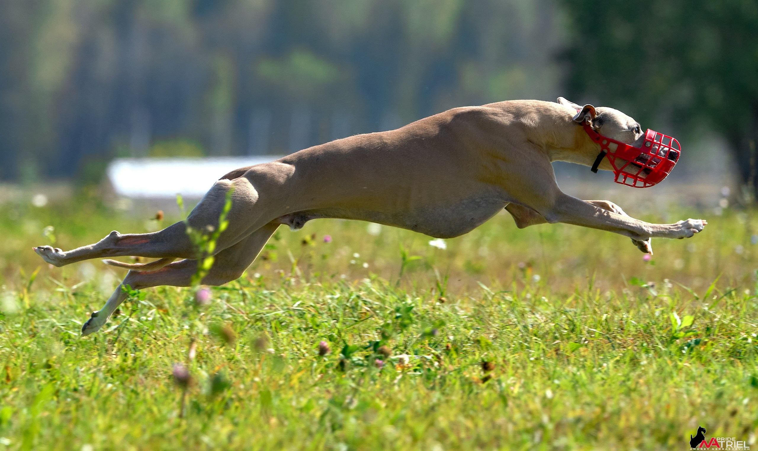 Съемка курсинг — галерея NATRIEL
