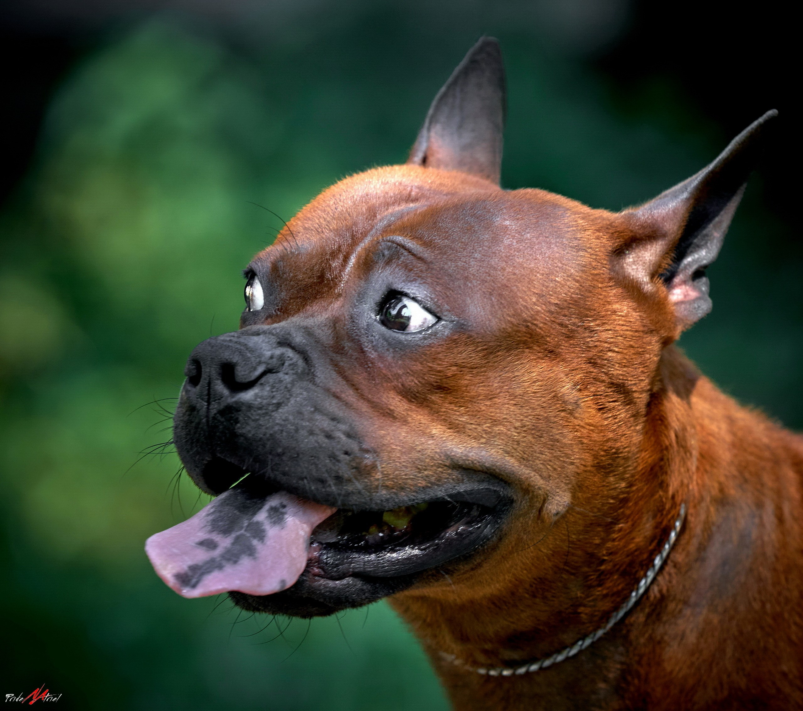 Портреты собак — галерея NATRIEL