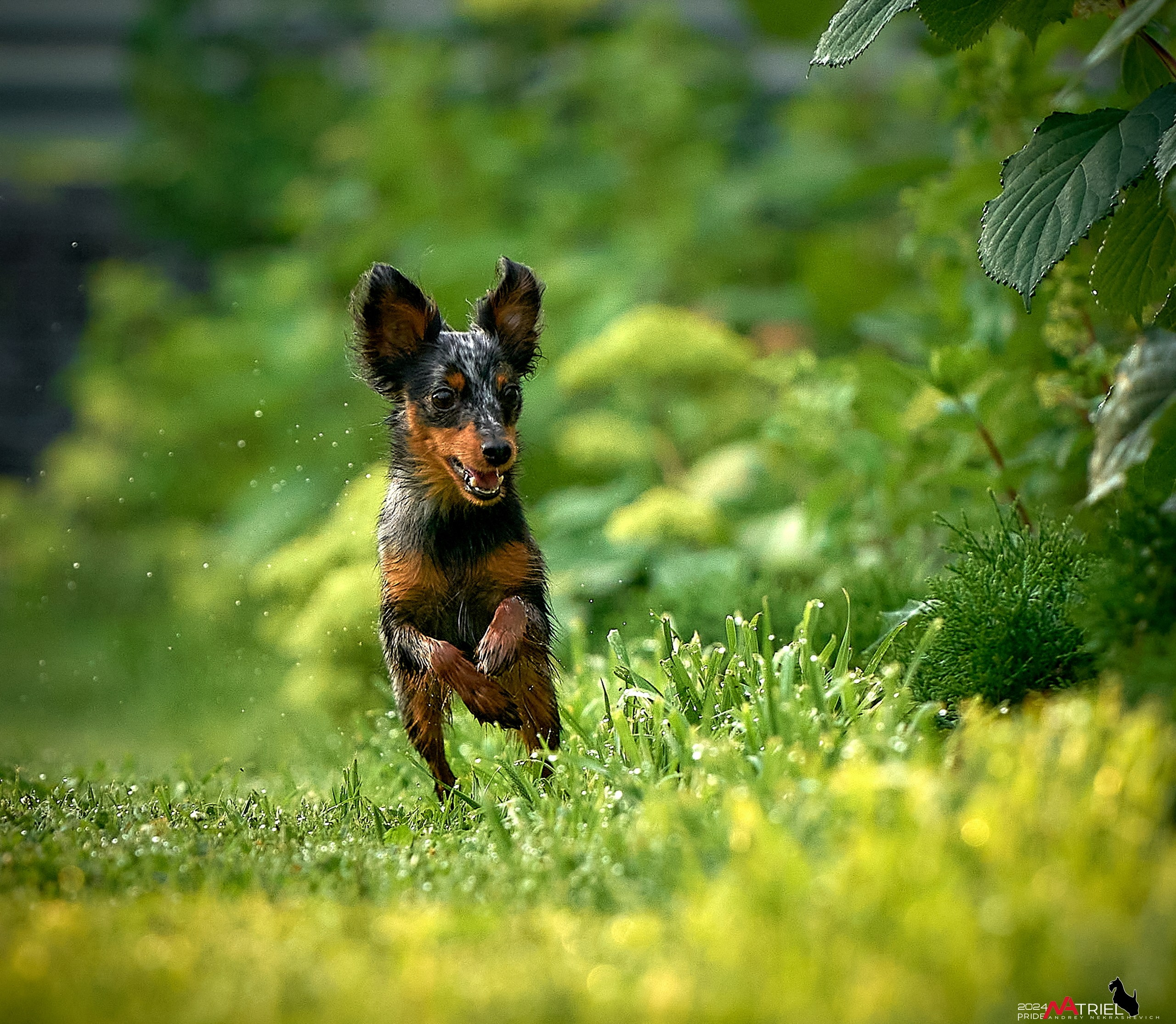 Фотопрогулка с крысариками