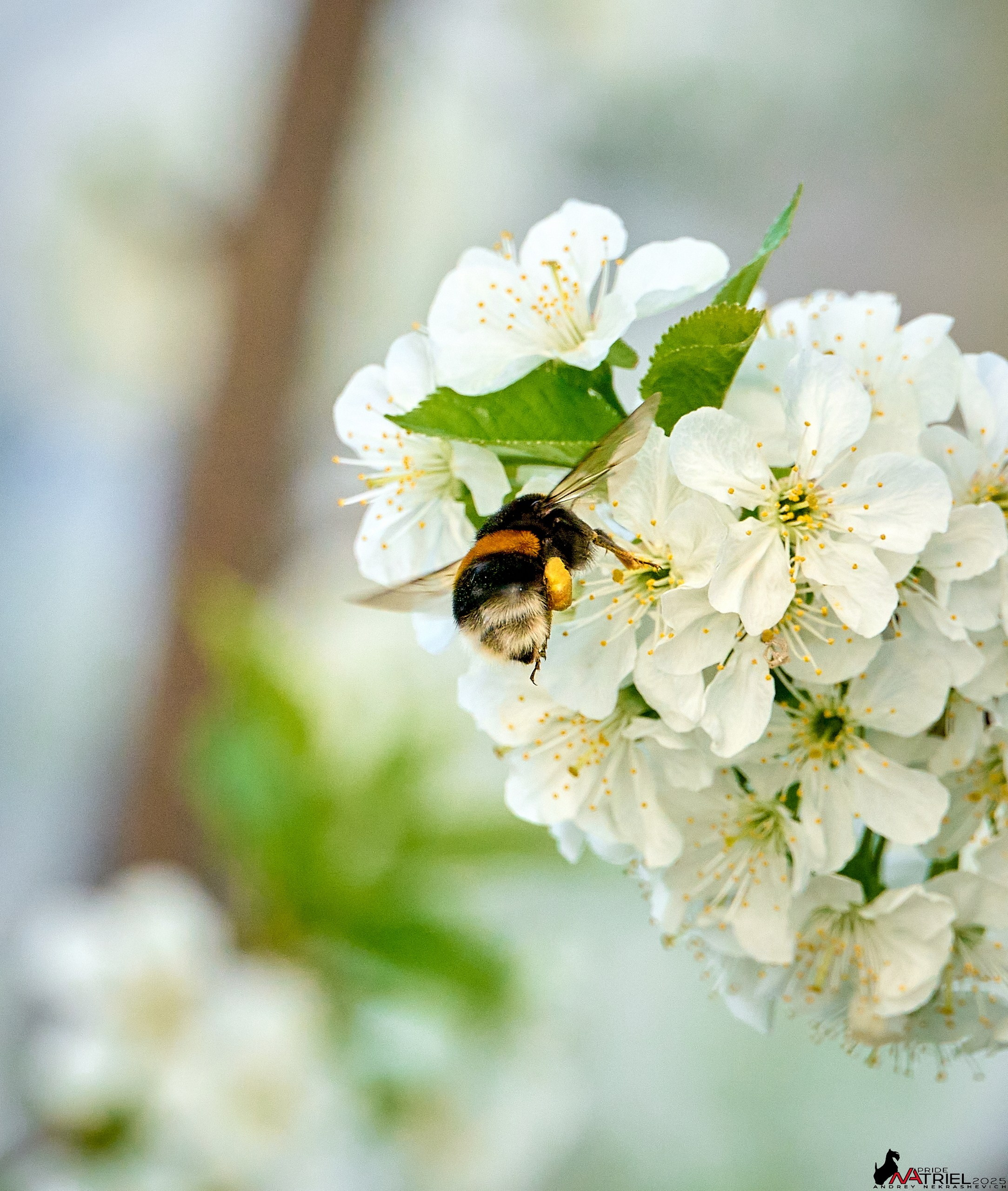 Природа в апреле. Всё в цветении!