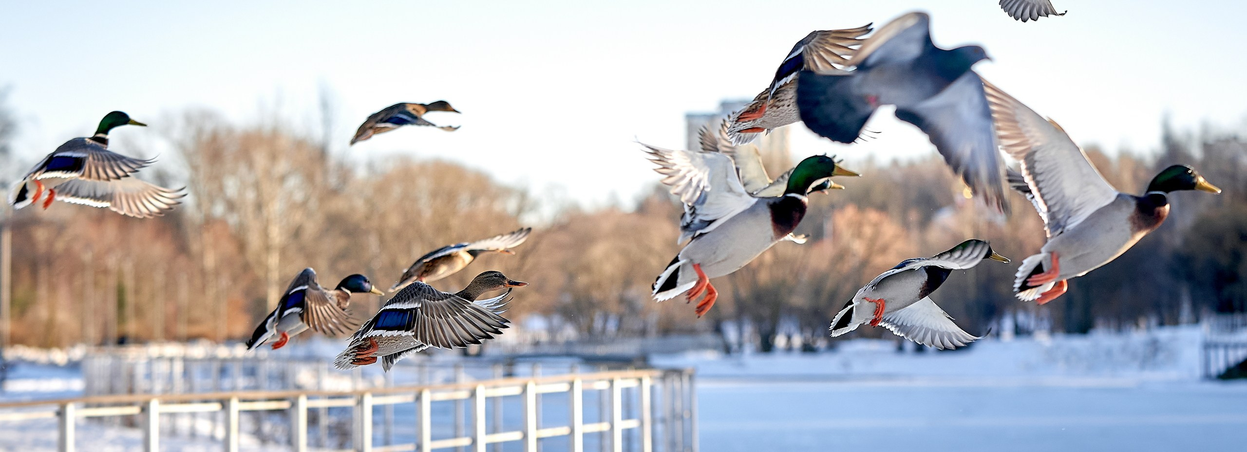 Фото птиц — галерея NATRIEL