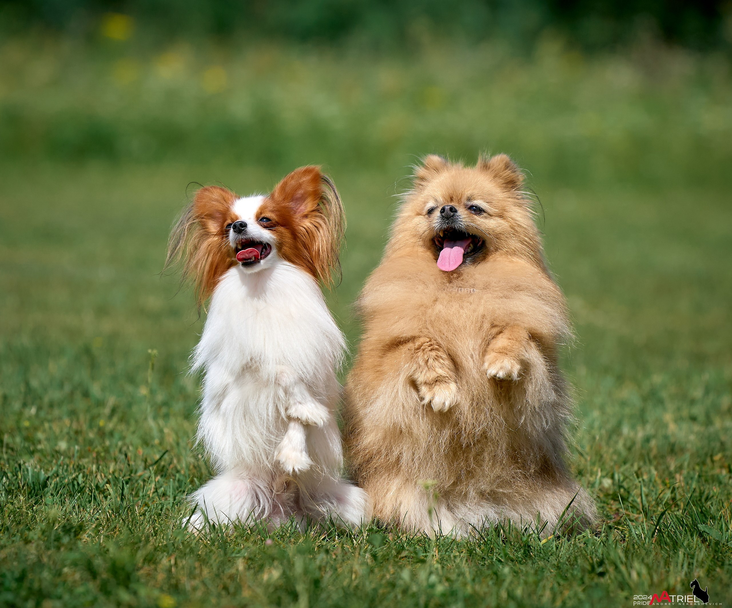 Репортаж из кинологического лагеря