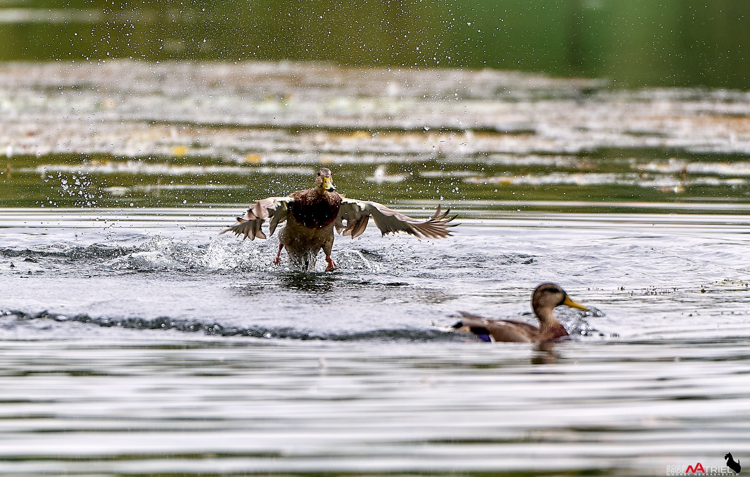 Утки на пруду
