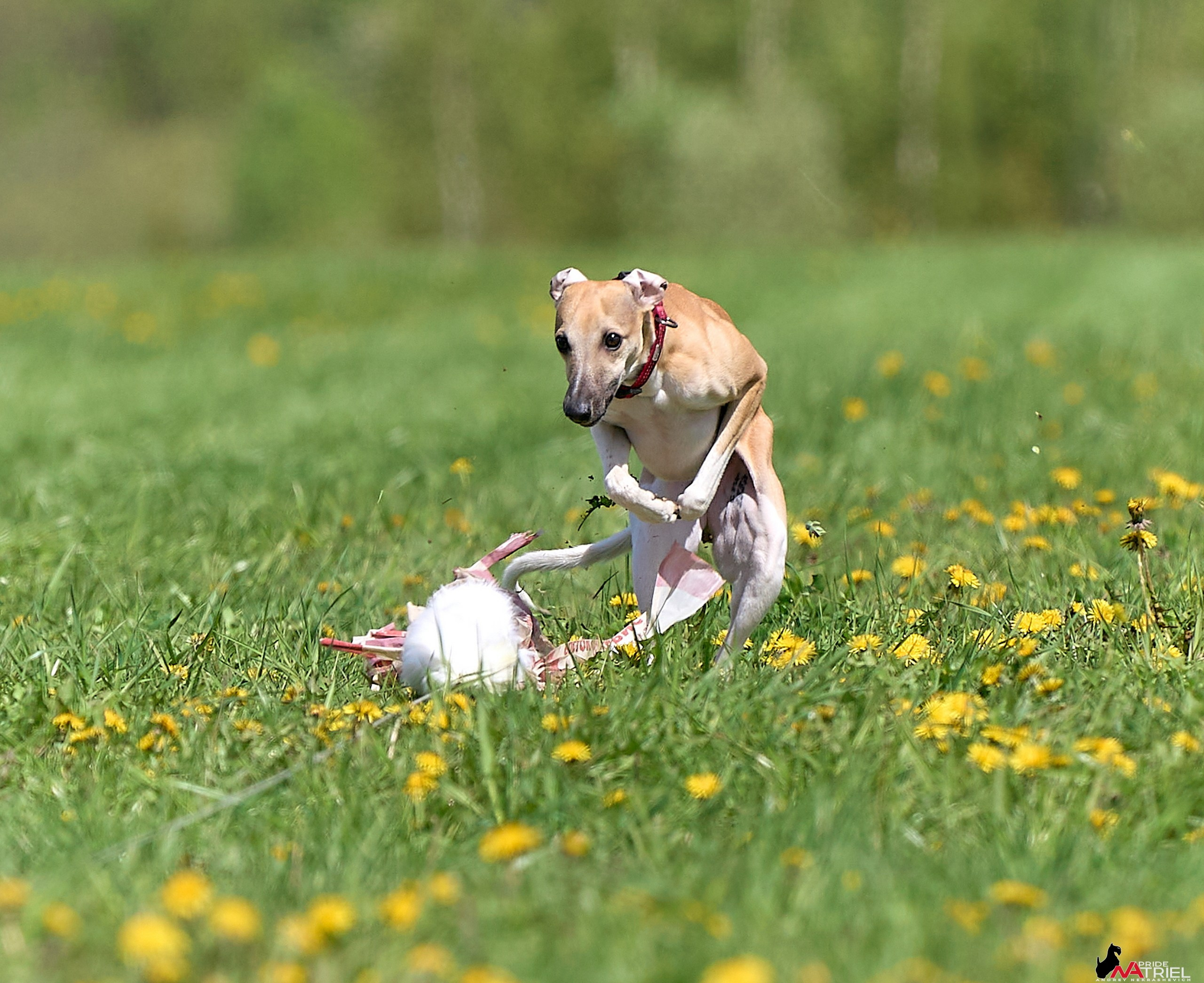 Съемка курсинг — галерея NATRIEL