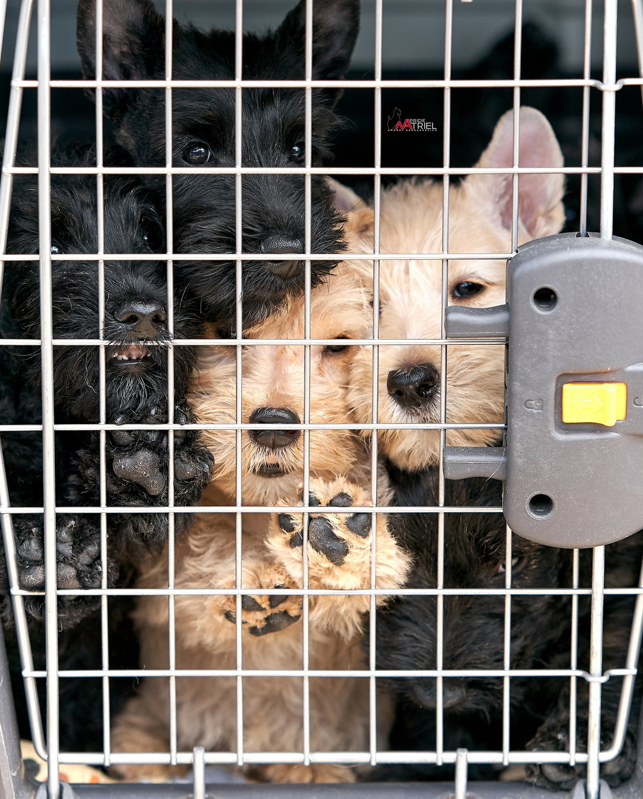 Щенки на прогулке — галерея NATRIEL