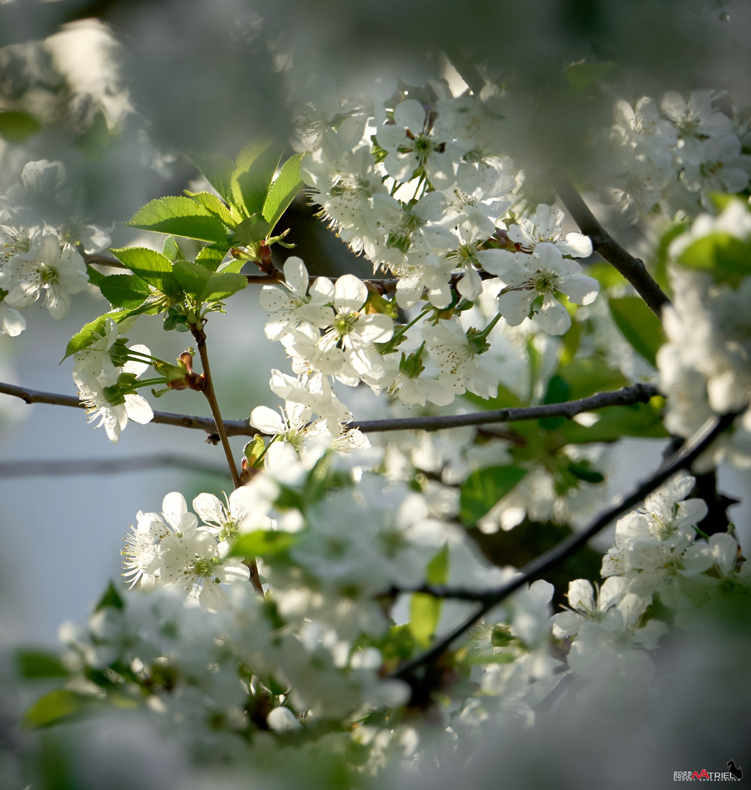 Природа в апреле. Всё в цветении!