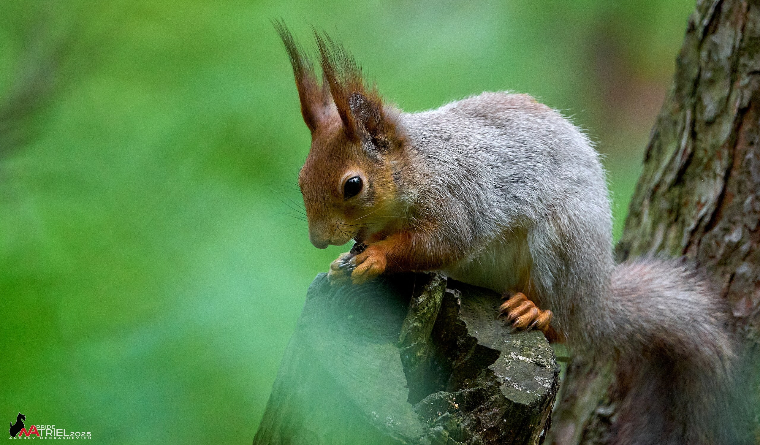 Съемка в майском лесу