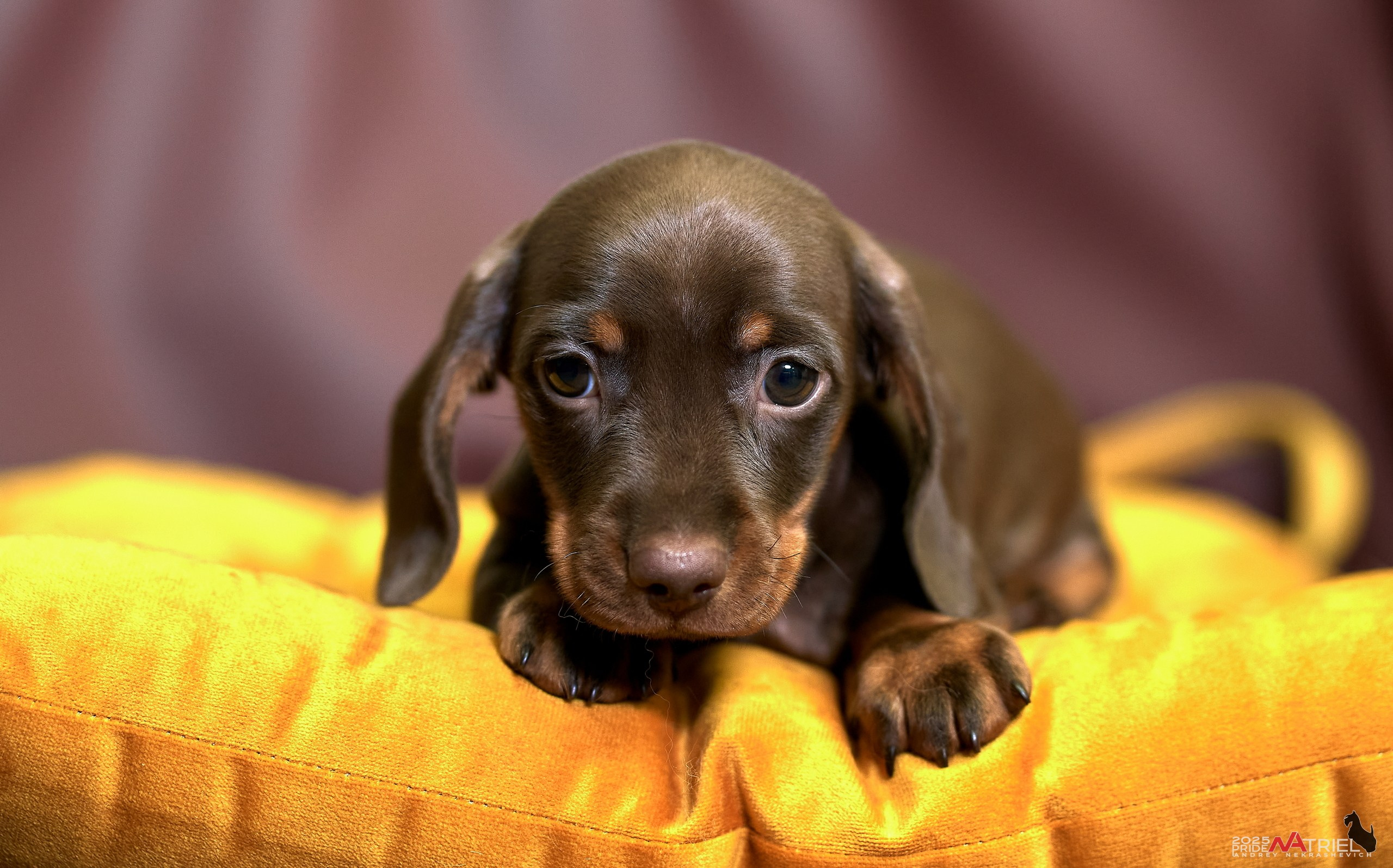 Съемка щенков таксы с мобильным светом