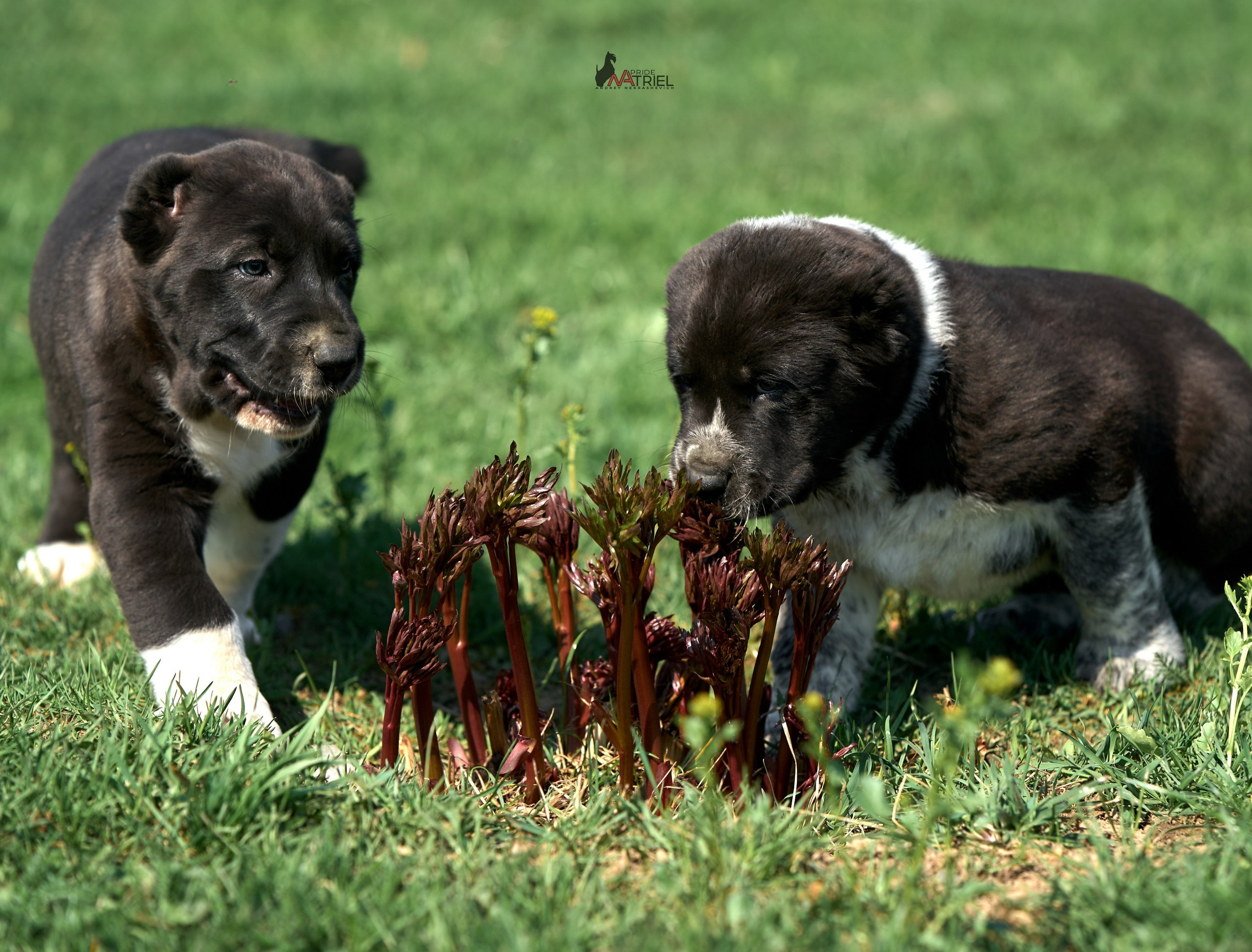 Среднеазиаты — щенки и взрослые