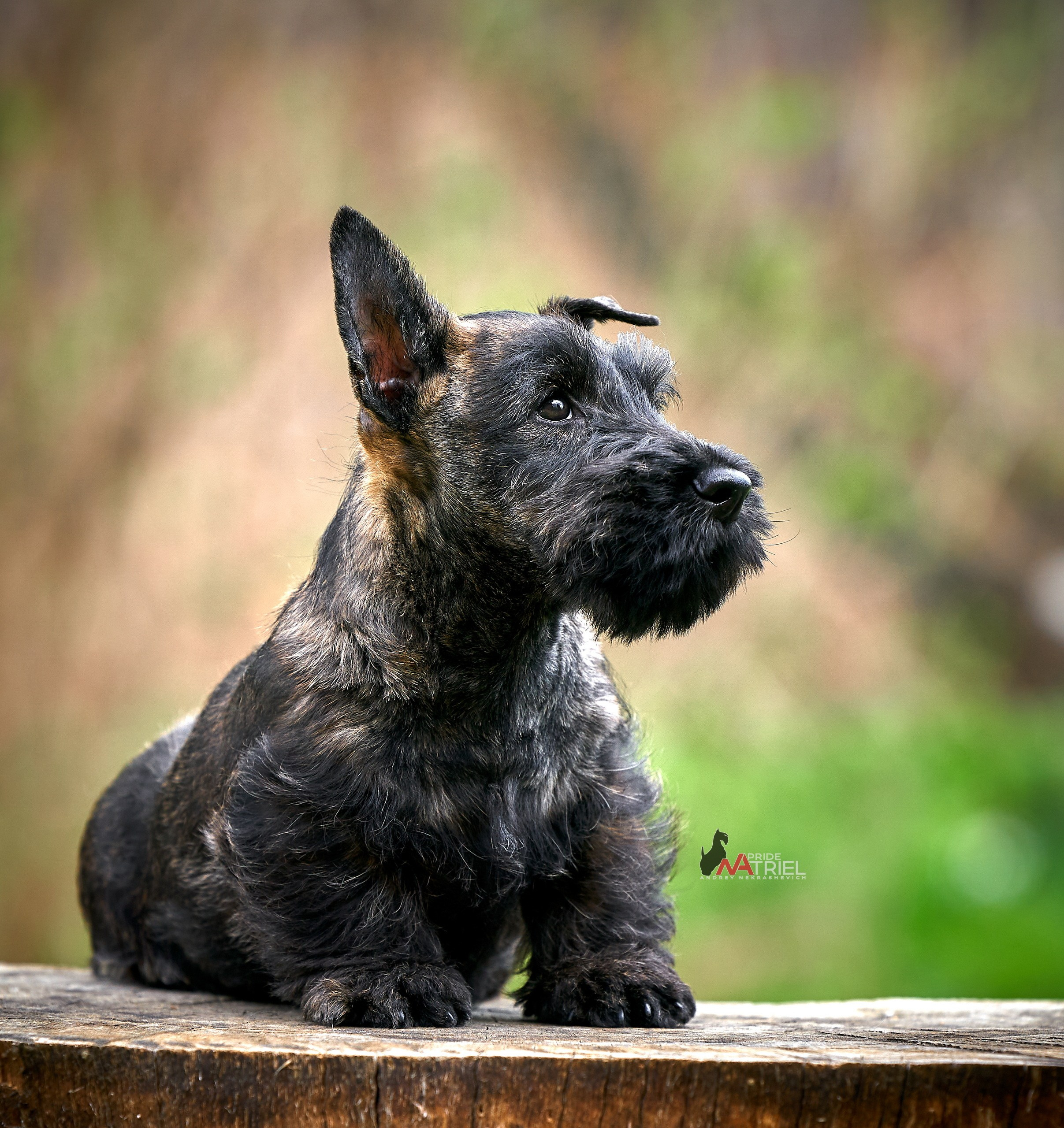 Щенки на прогулке — галерея NATRIEL