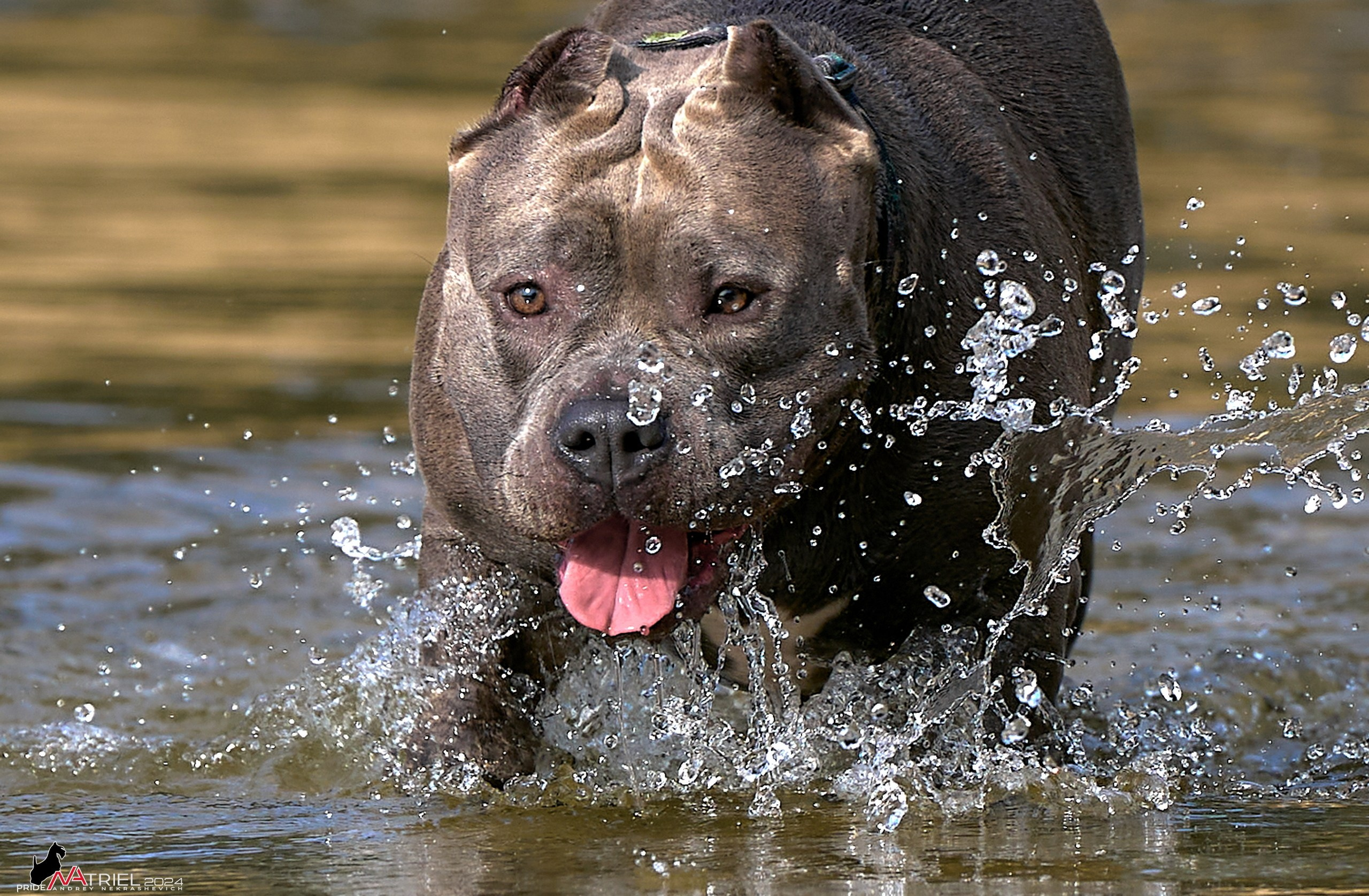 Фотопрогулка с булли