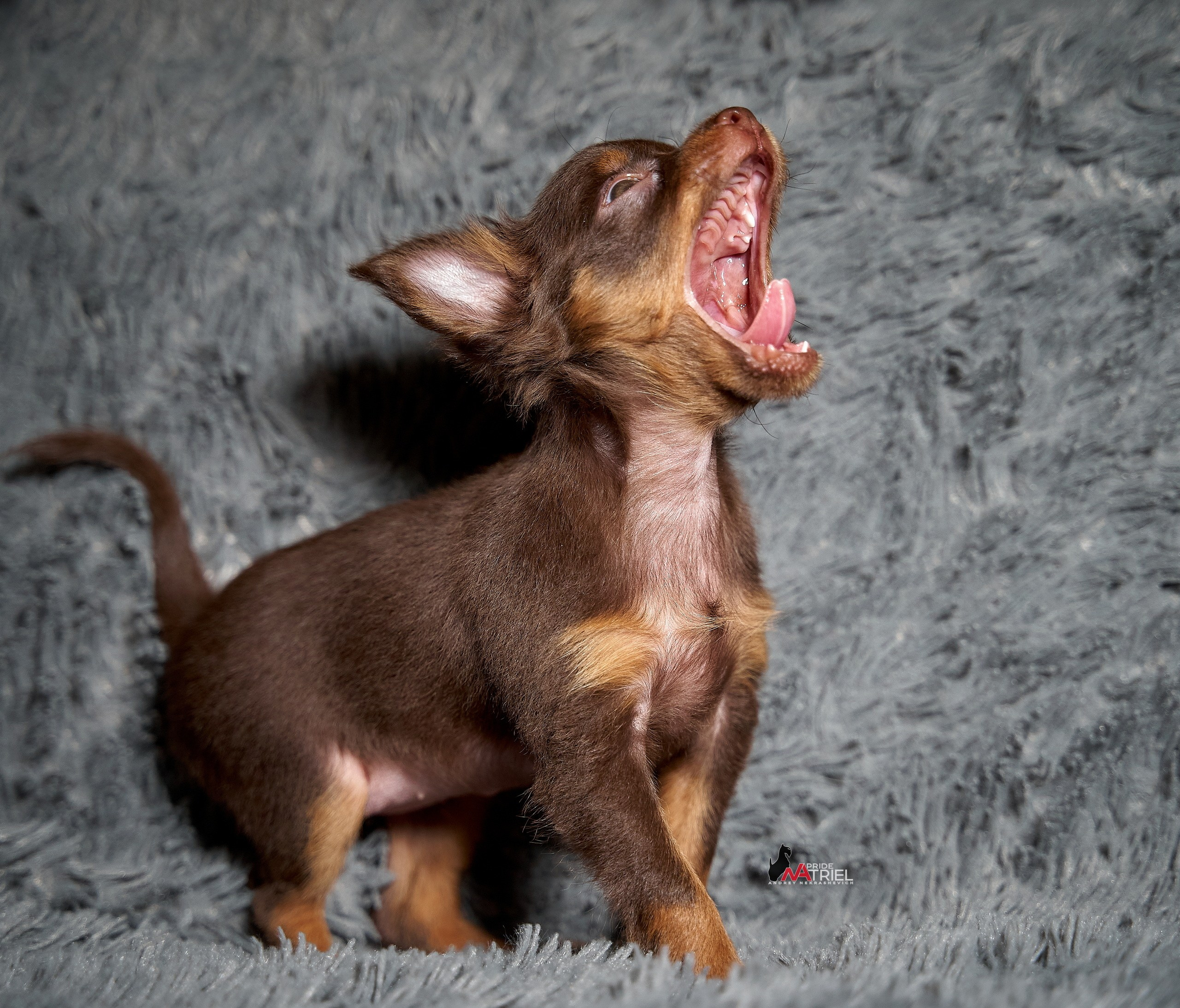 Щенки дома — галерея NATRIEL