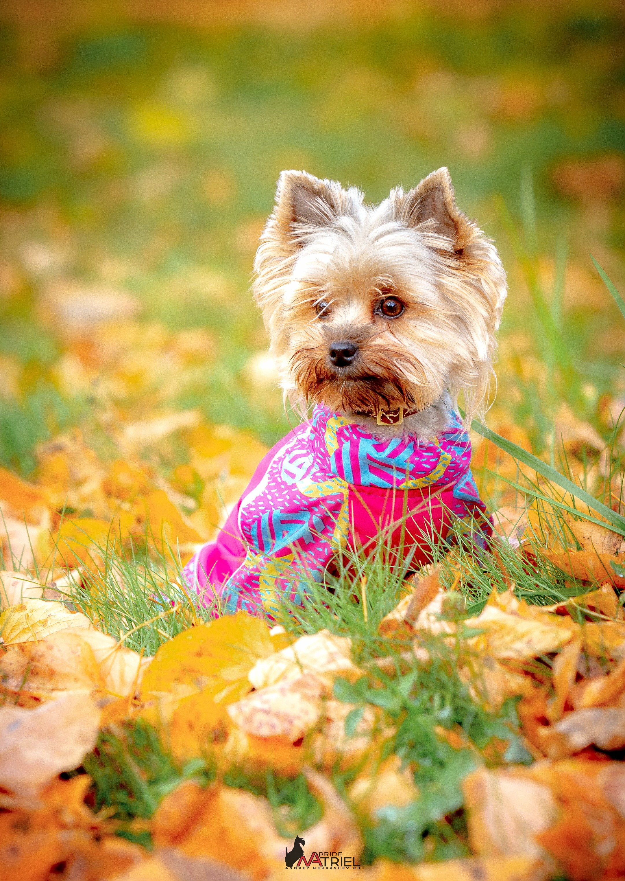 Йоркширский терьер Циля
