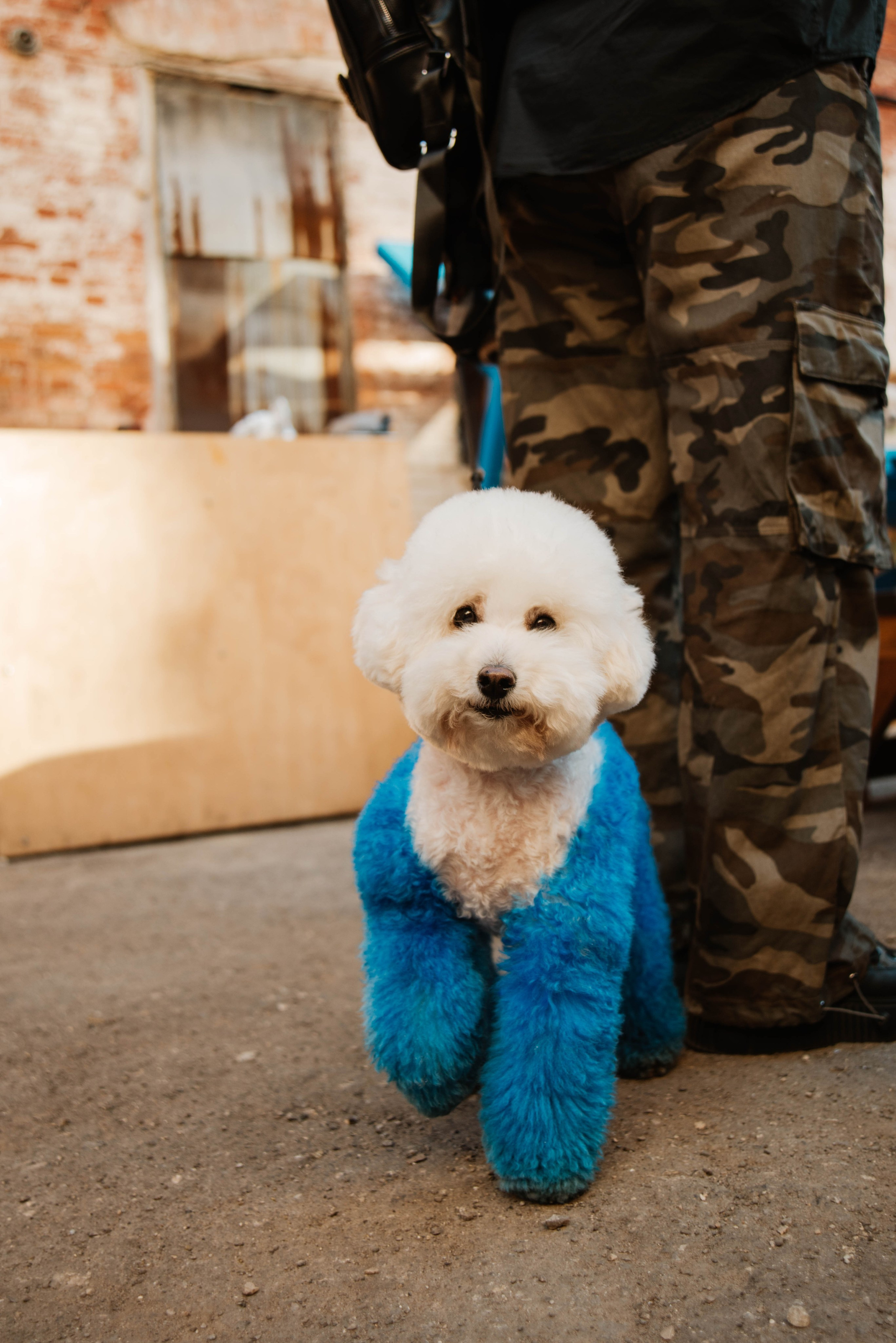 Дог-вечеринка на летнике «Кутёж». Ксения Glossa. Портретный и репортажный фотограф в Самаре